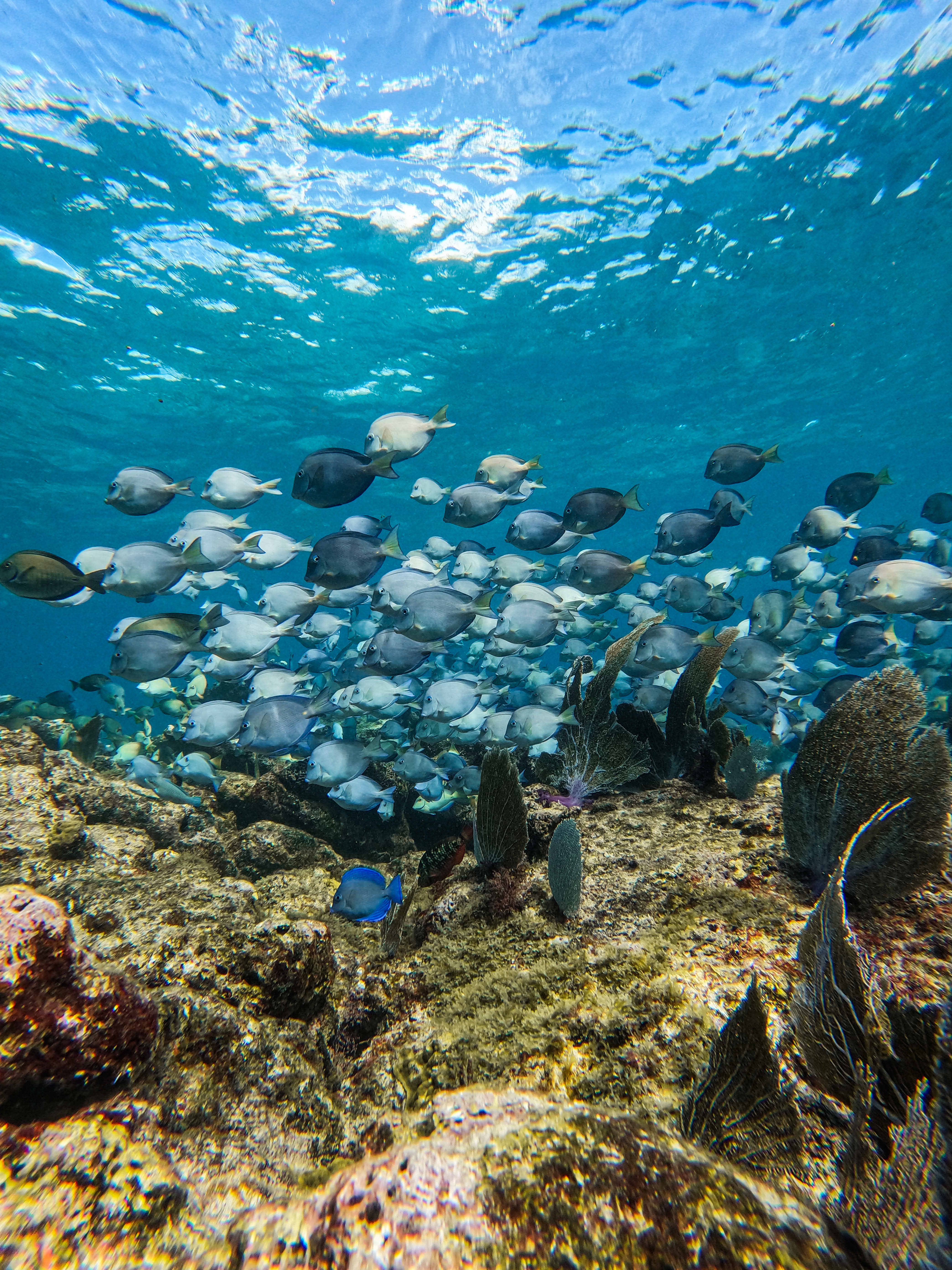 1.5 hours Snorkeling at Tulum's paradise reef — 61/92