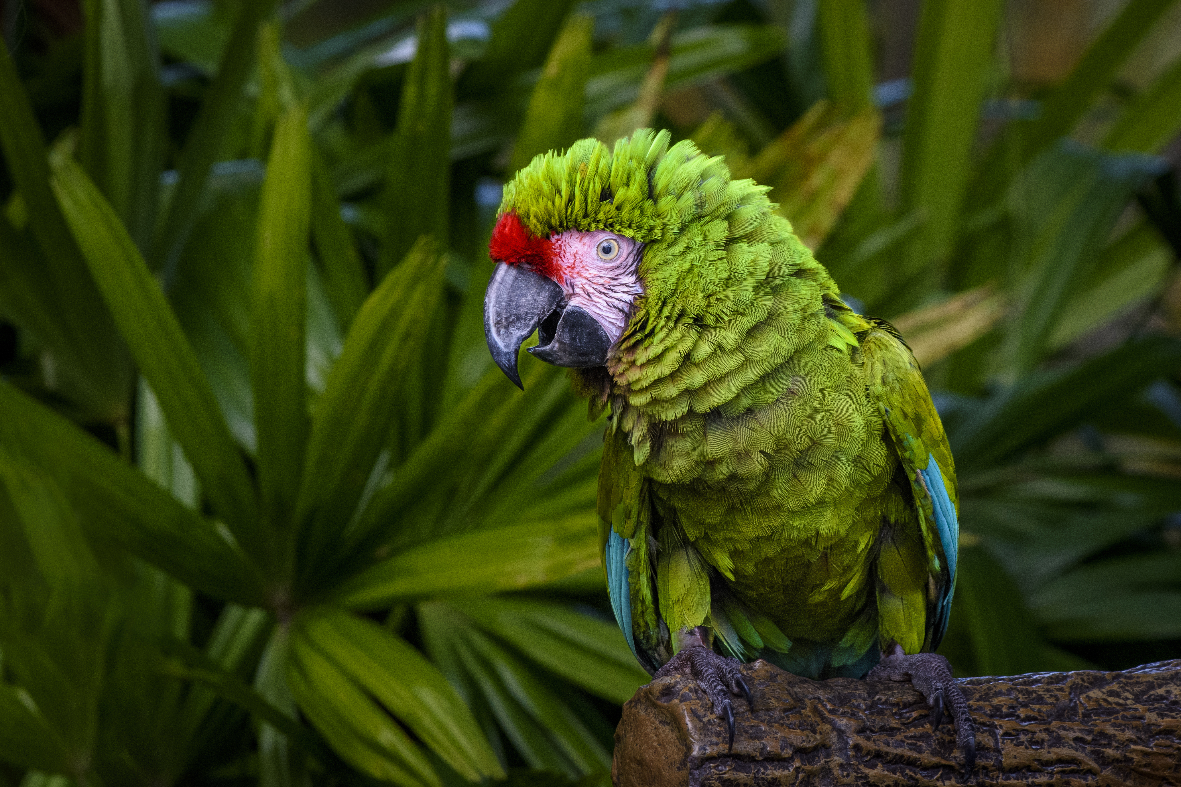 Iqu-06 : Safari Pacaya Samiria - 3 Días en Reserva Nacional Amazónica