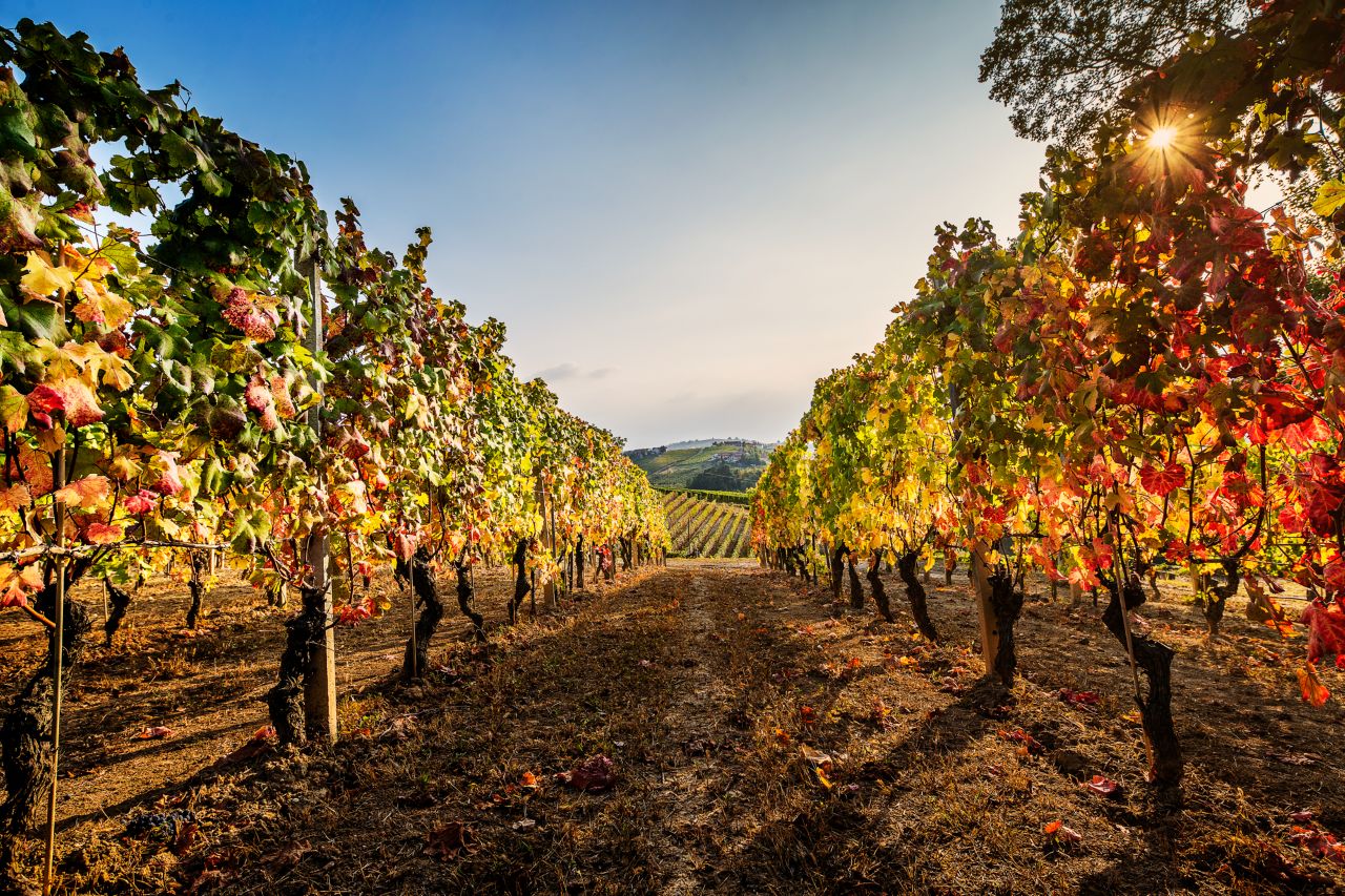 Il Monsù: A Journey through Nebbiolo, Barbaresco, and Barolo - Photo 10