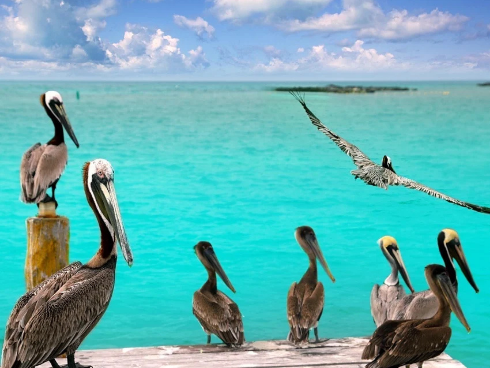 Excursión a Isla Contoy