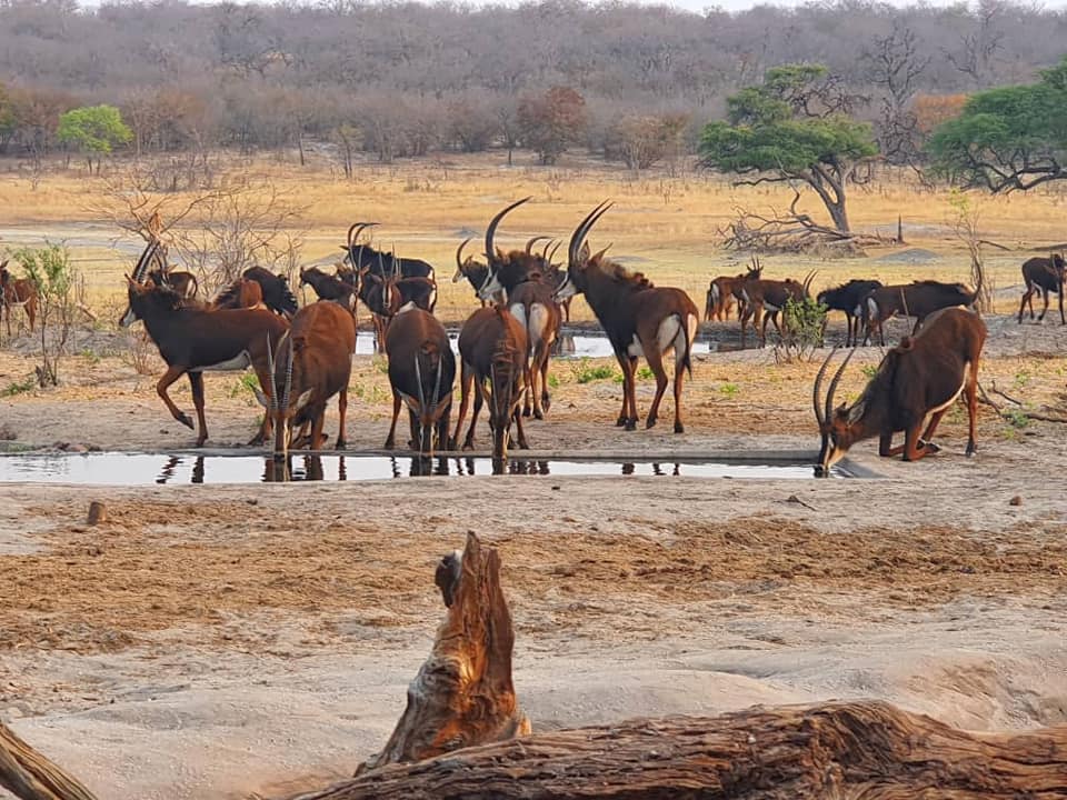 Safari de día completo en el Parque Nacional Hwange + almuerzo - Foto 2