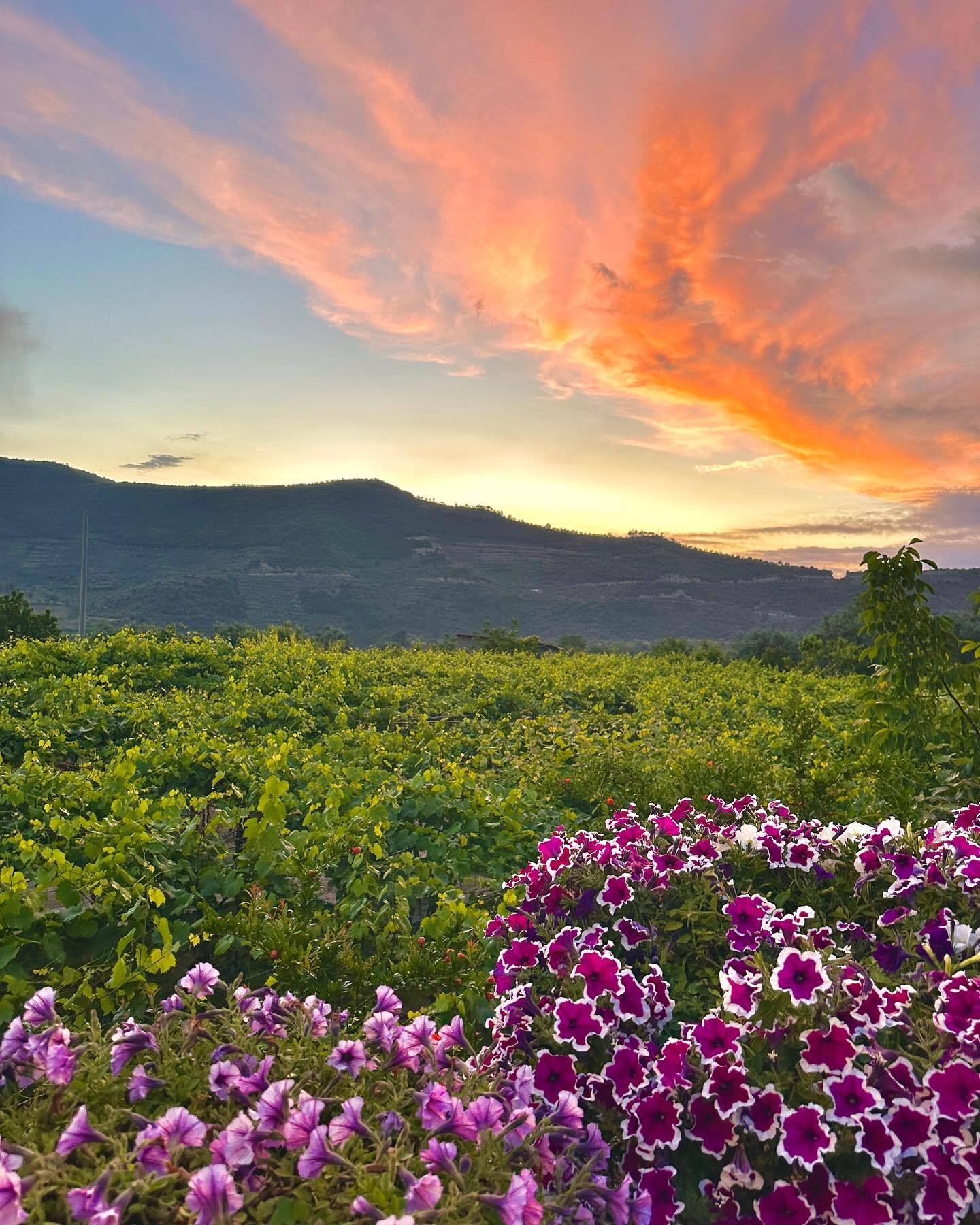 Discover Roshnik: Village Life and Alpeta Winery Tasting - Photo 3