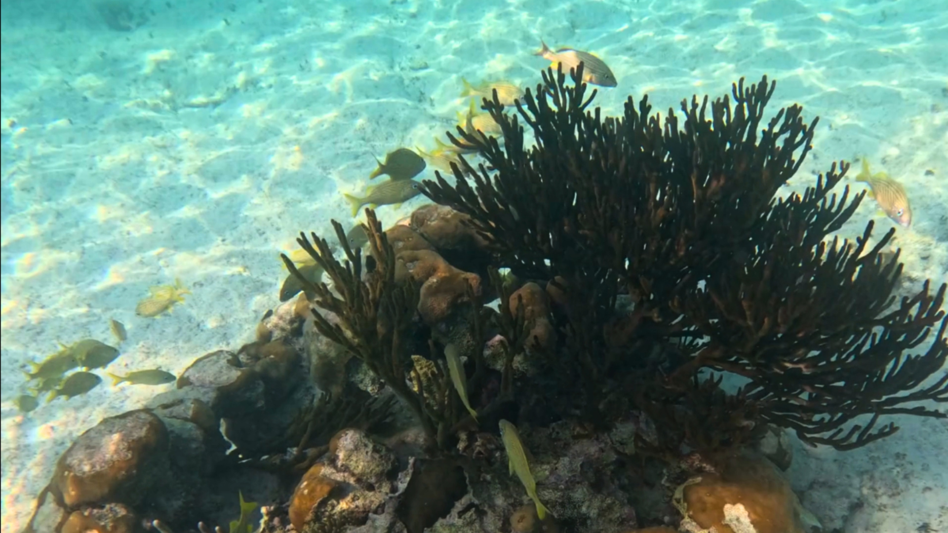 Desde Cancún: Tulum, cenote Mariposa y nada con tortugas en Akumal — 9/15