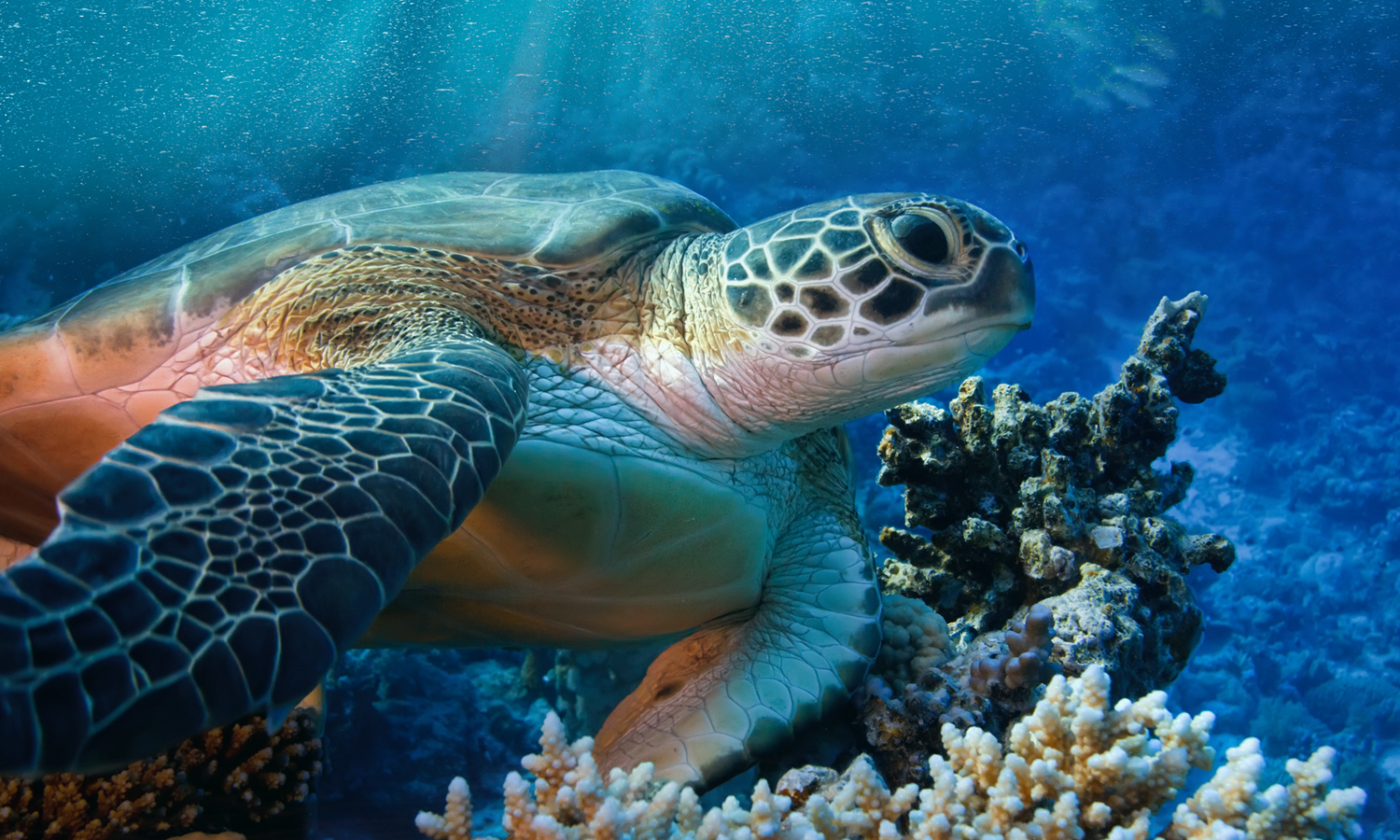 Acquario di Livorno