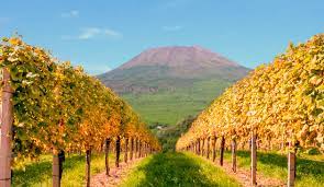 Wine tasting tour on the slopes of Vesuvius - Photo 10