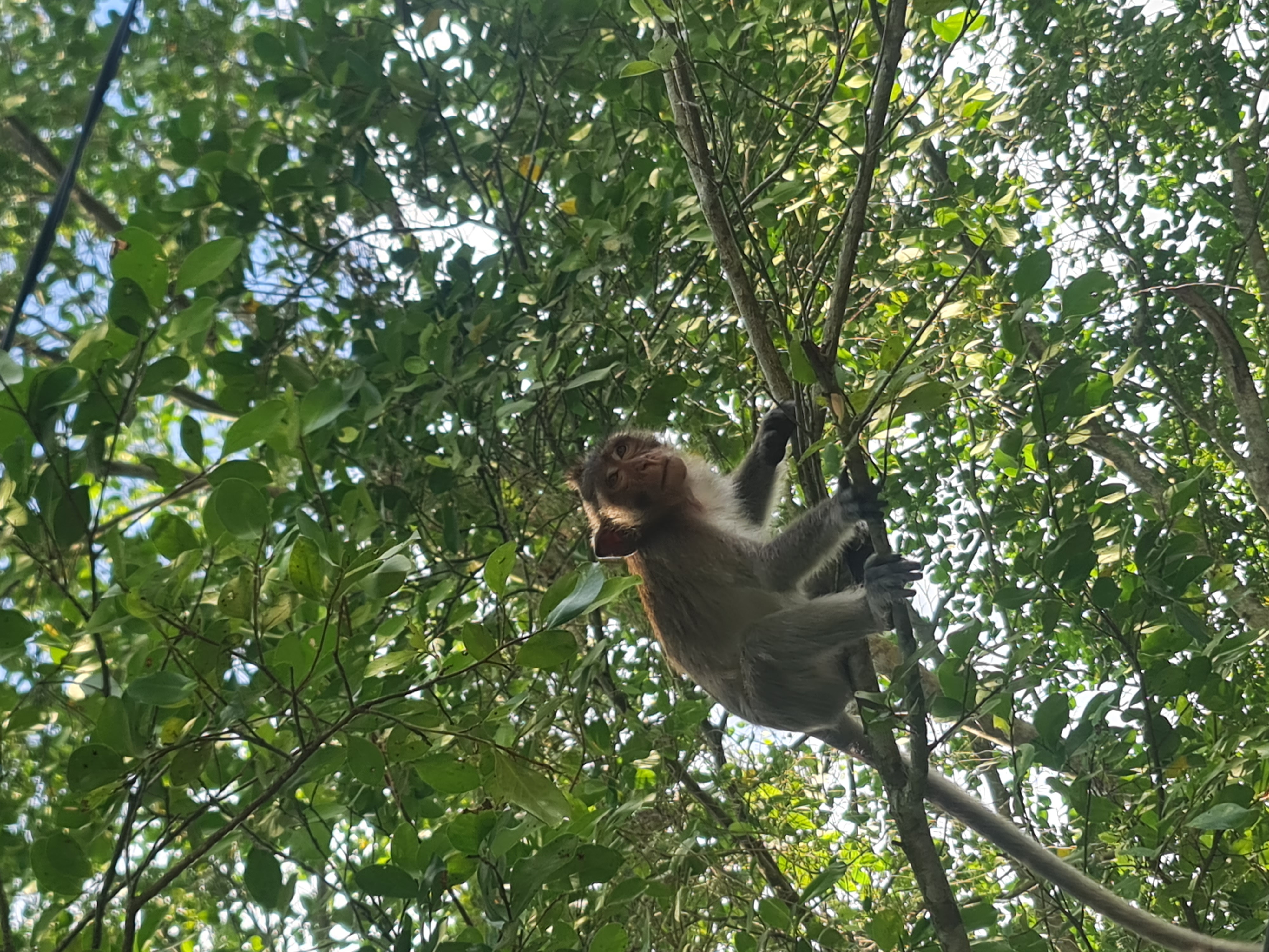 Explore U Minh Thuong Forest and The Bike trip In Pineapple Villages