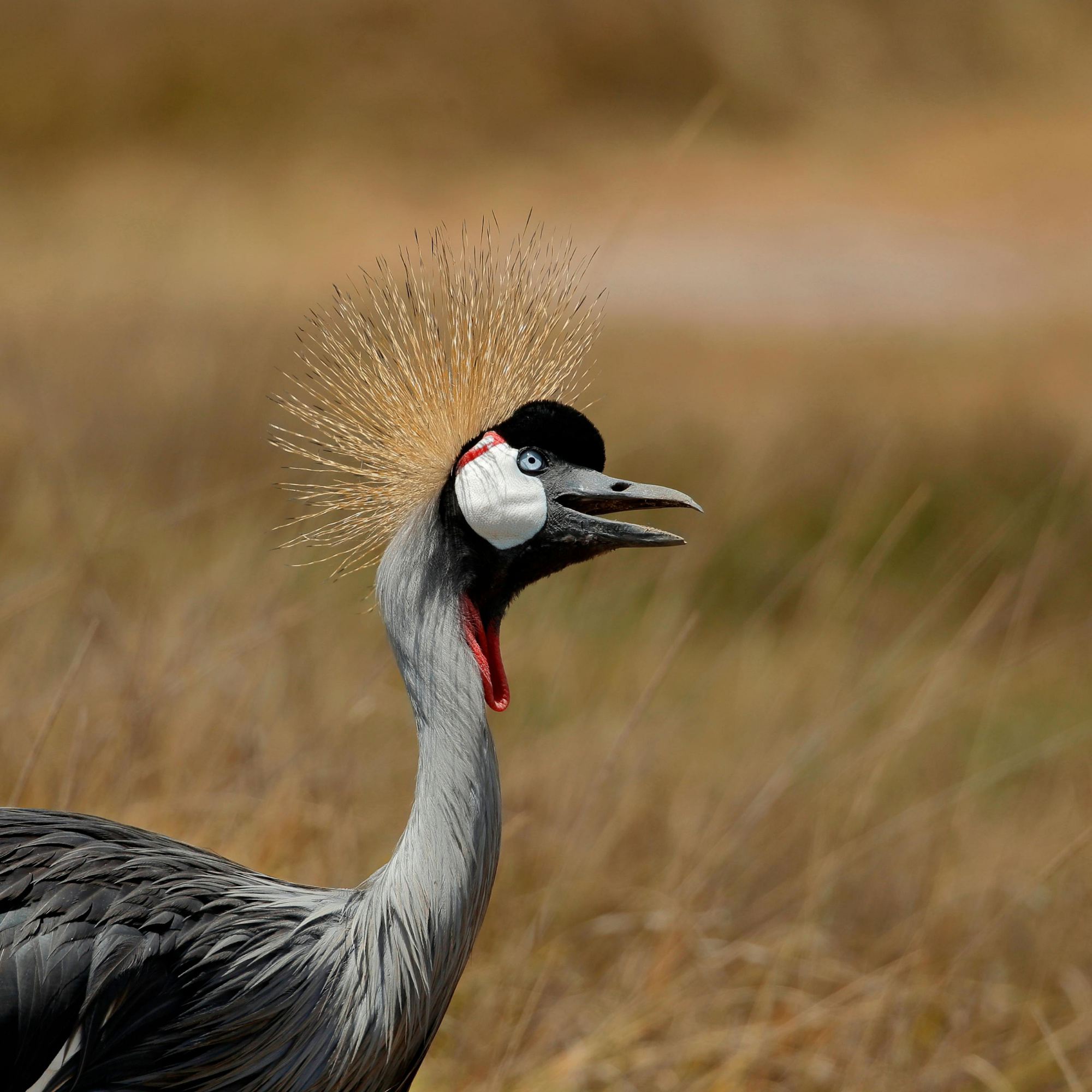 4-Day Maasai Mara & Lake Nakuru Private Safari from Nairobi – photo 3