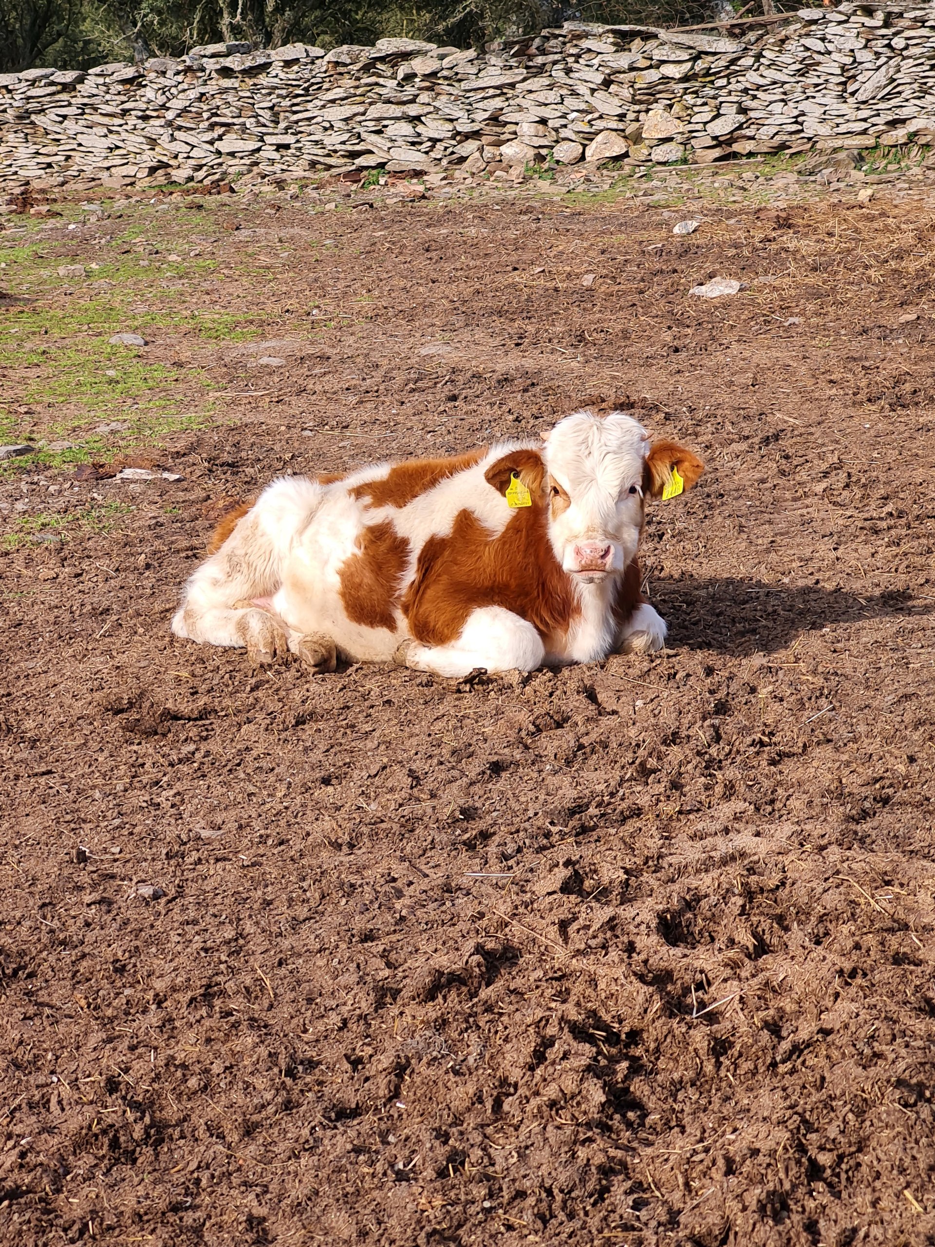 Bitti: shepherd's day with lunch - Photo 13
