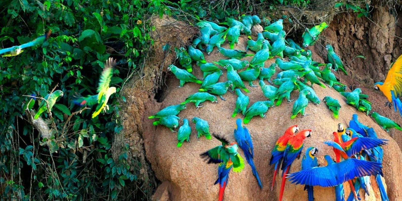 Pmal-04 : Macaw Büyüsü: Tambopata'nın Killi Yalağında 3 Gün