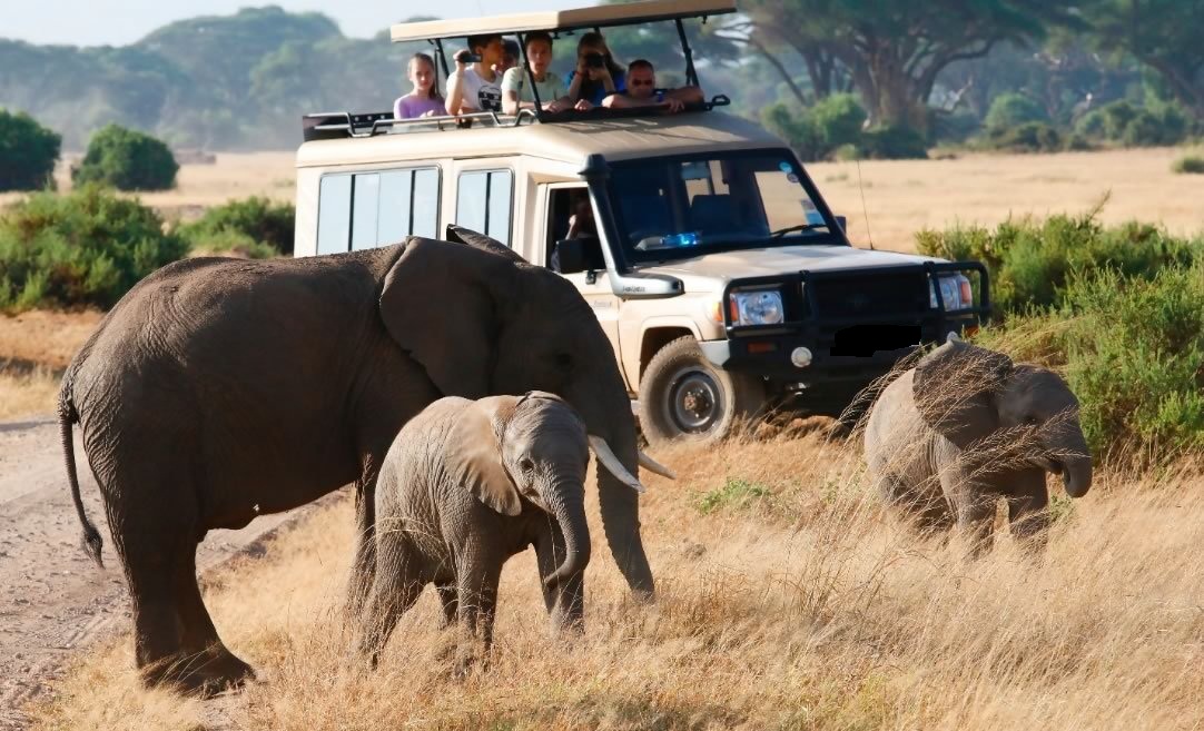 12 días de safari combinado de los cinco grandes en Kenia y Tanzania - Foto 5