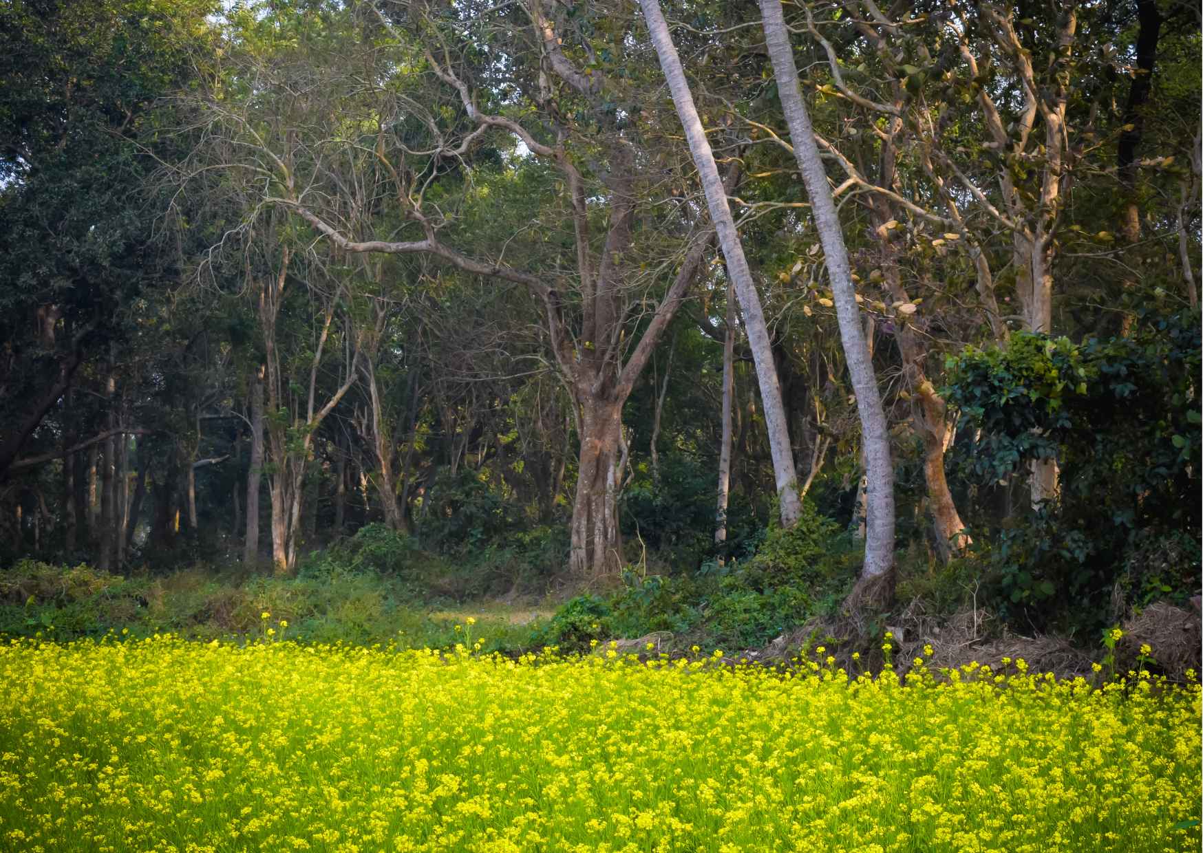 Day Trip to Mawlynnong (Guided Private Sightseeing Experience from Shillong) - Photo 8