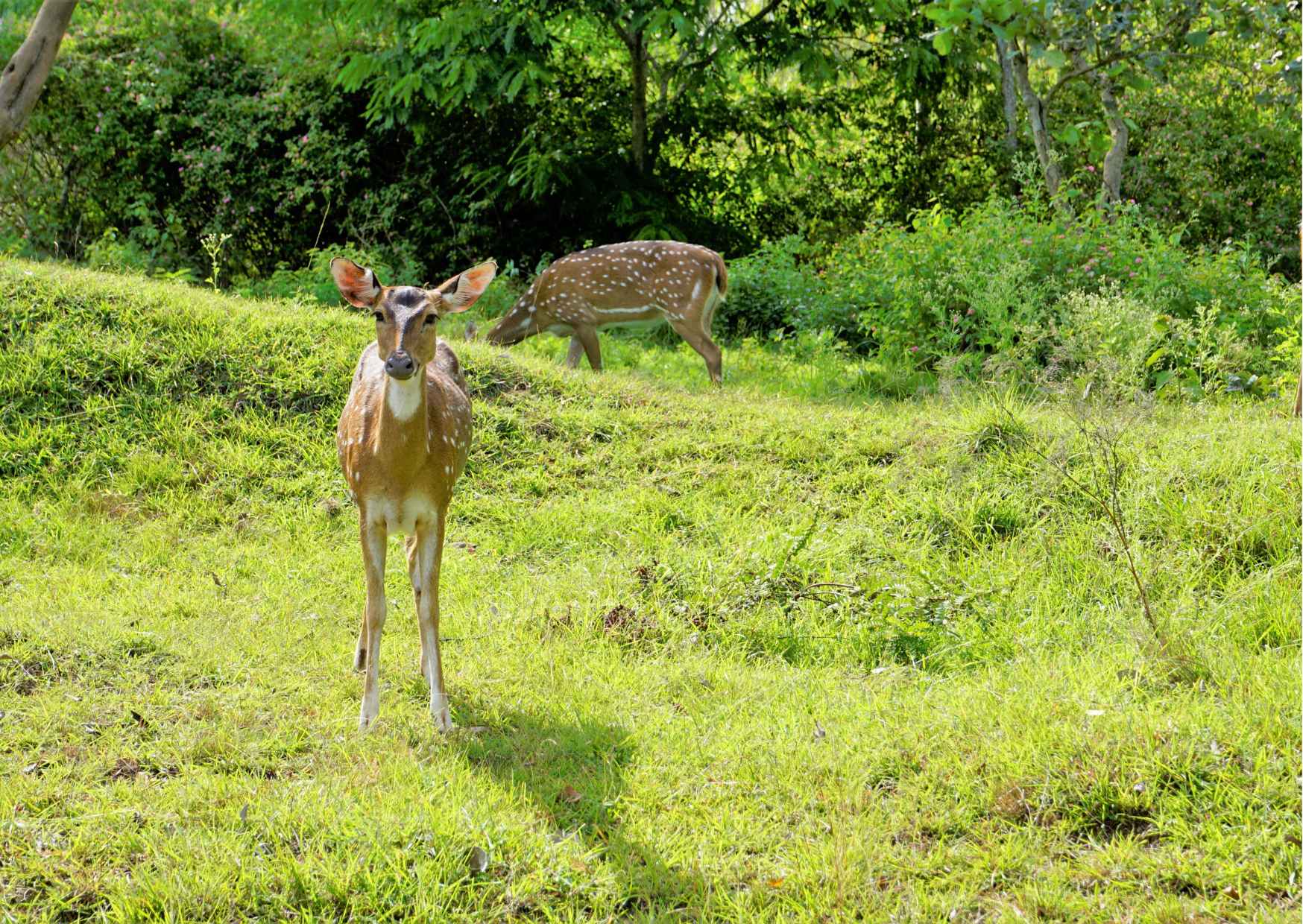 Touristic Highlights of Ooty (Guided Full Day City Sightseeing Tour by Car) - Photo 7