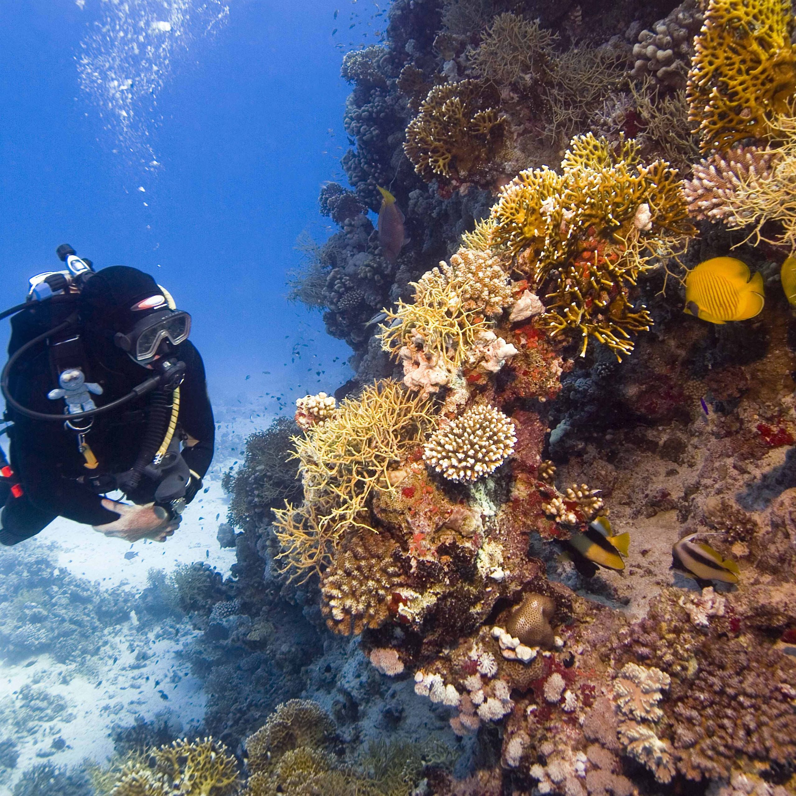 Buceo - Foto 3