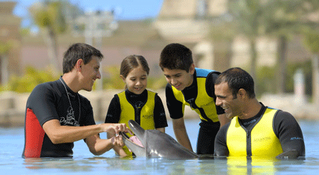 Play With Dolphins (Shallow Water) – Image 1 | WeShare