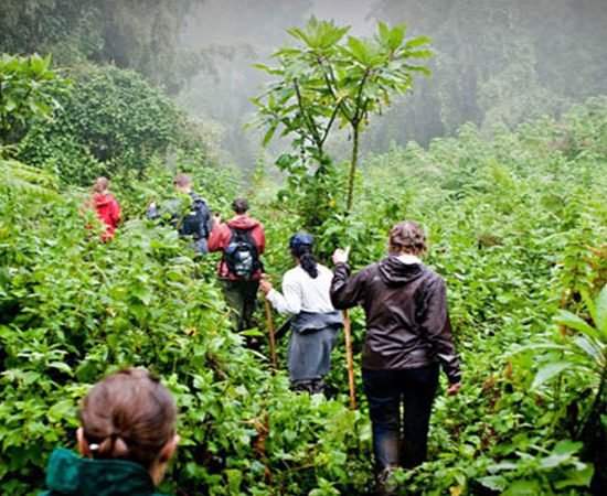 Forest and mountain views on the Bisoke crater lake hike