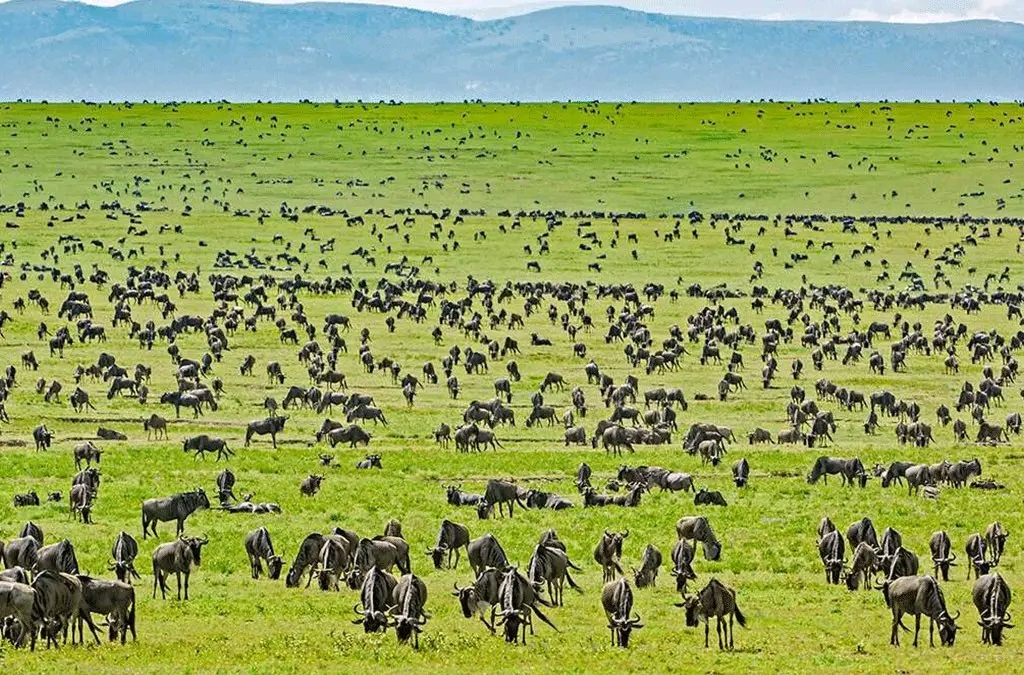 Excursión de 7 días a Tanzania Safari (MIGRACIÓN DE BESTIAS SALVAJES)