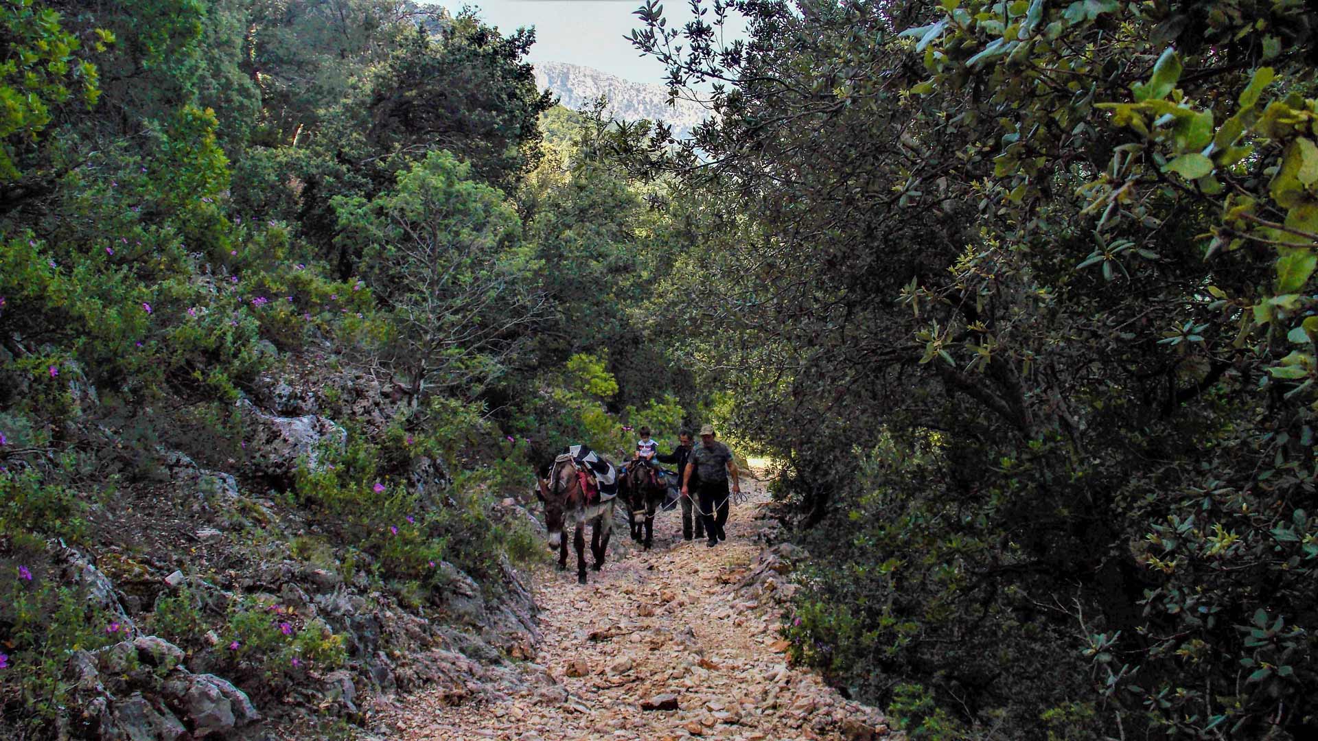 From Dorgali: walk with donkeys - Photo 5
