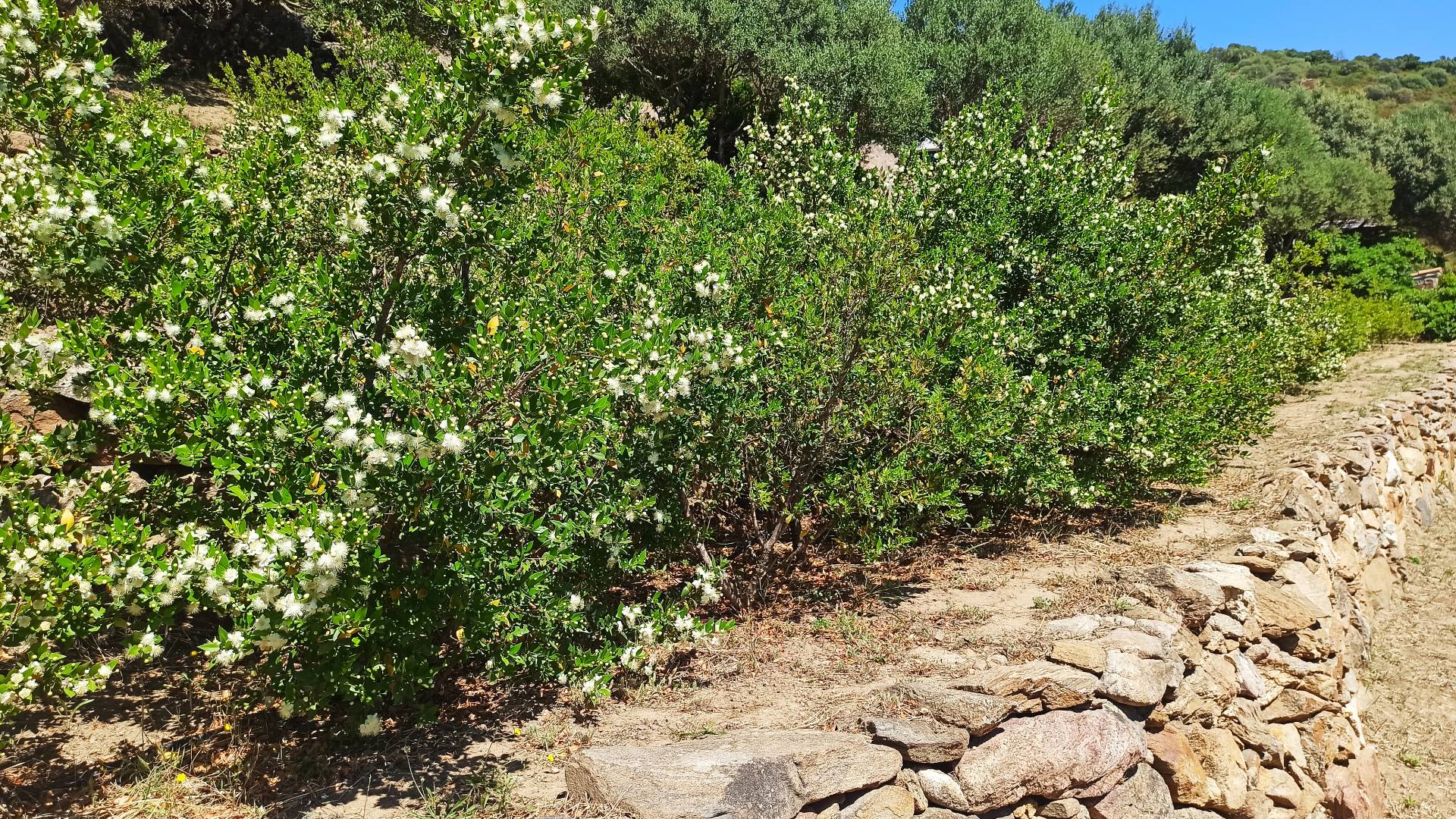 Olbia: visit a myrtle-making factory with tasting - Photo 3