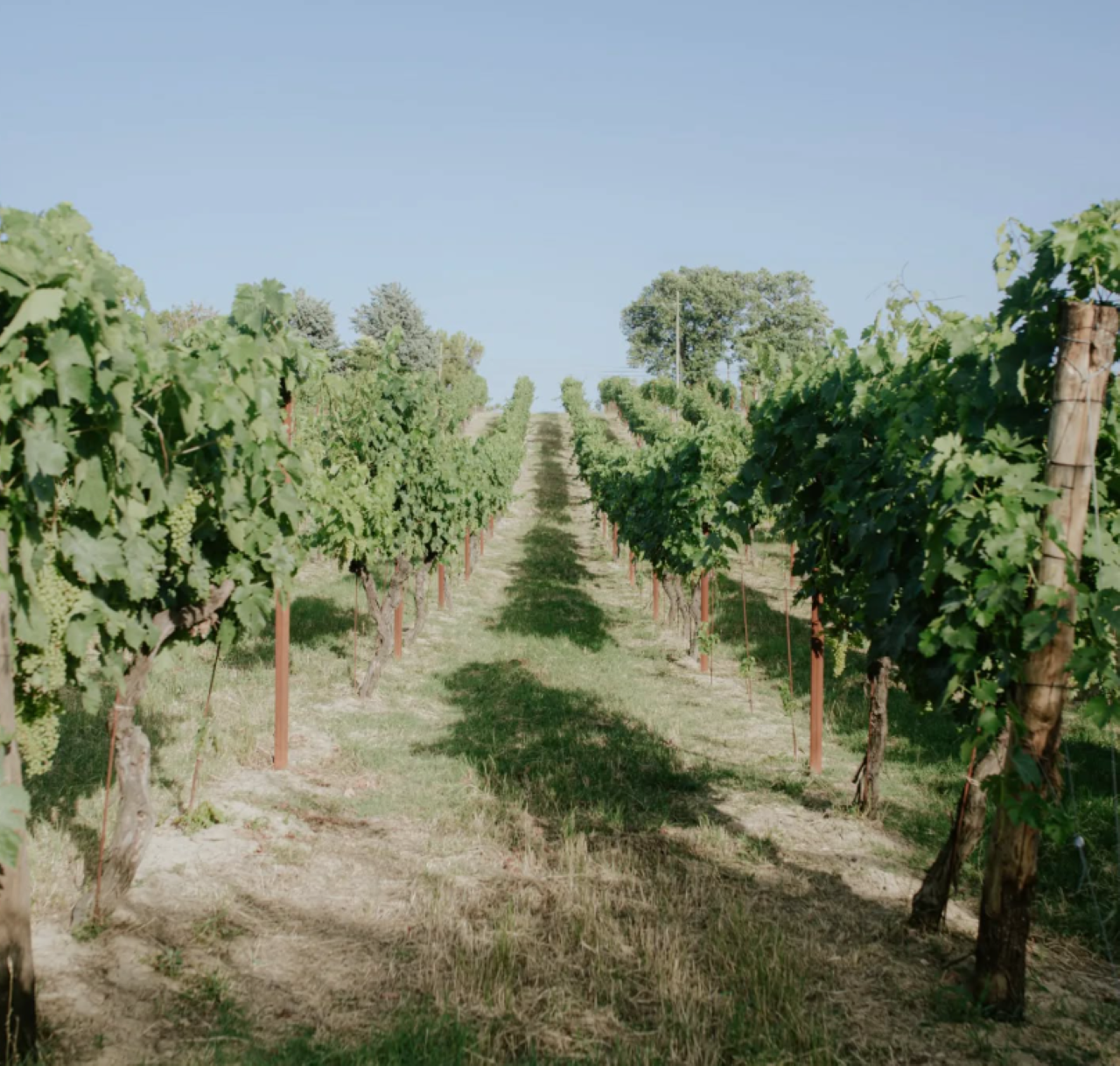Marche Wines: Explore the Richness of Local Flavors - Photo 9