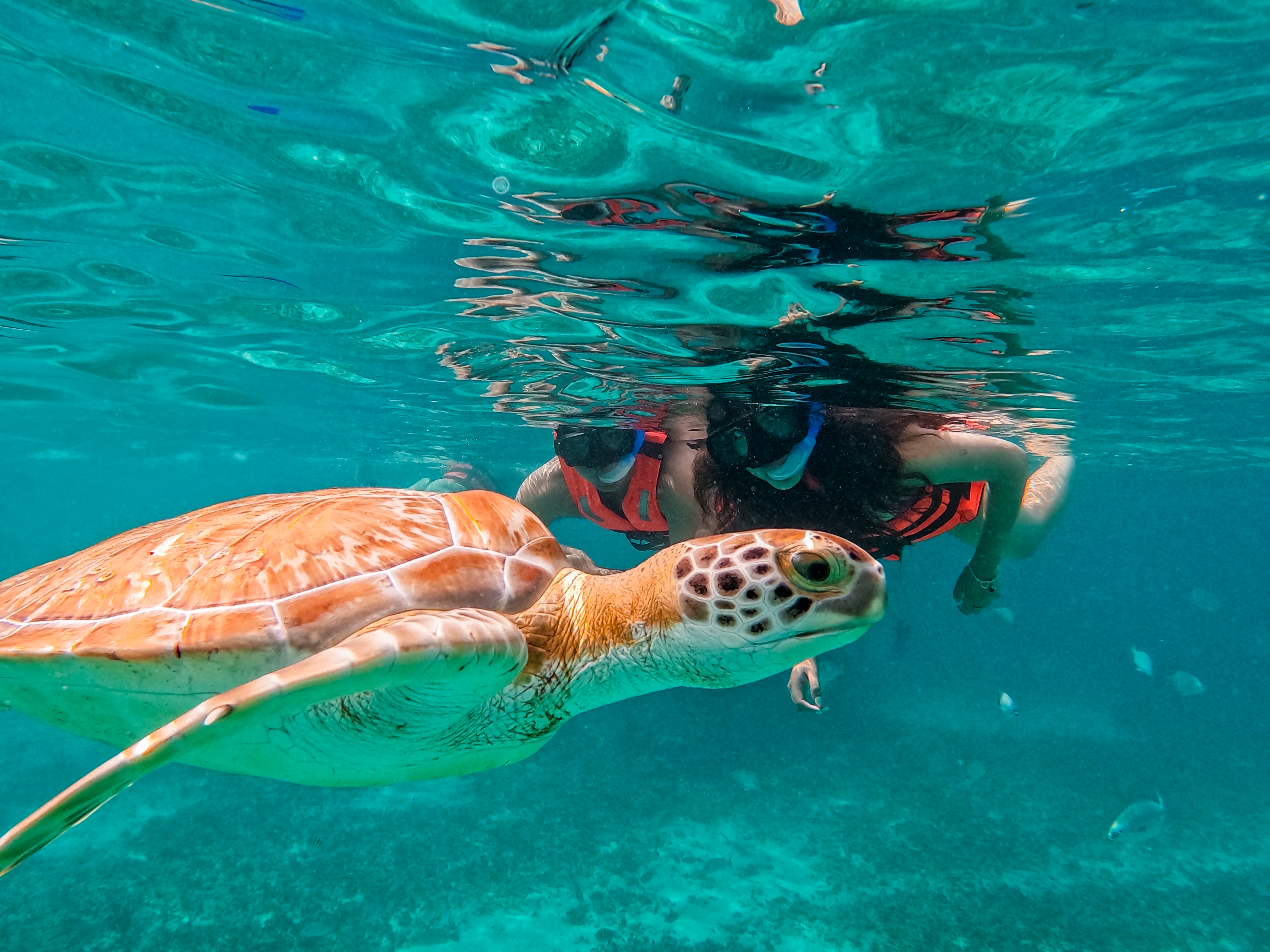 2 horas de Snorkeling en dos puntos del arrecife de Tulum — 22/78