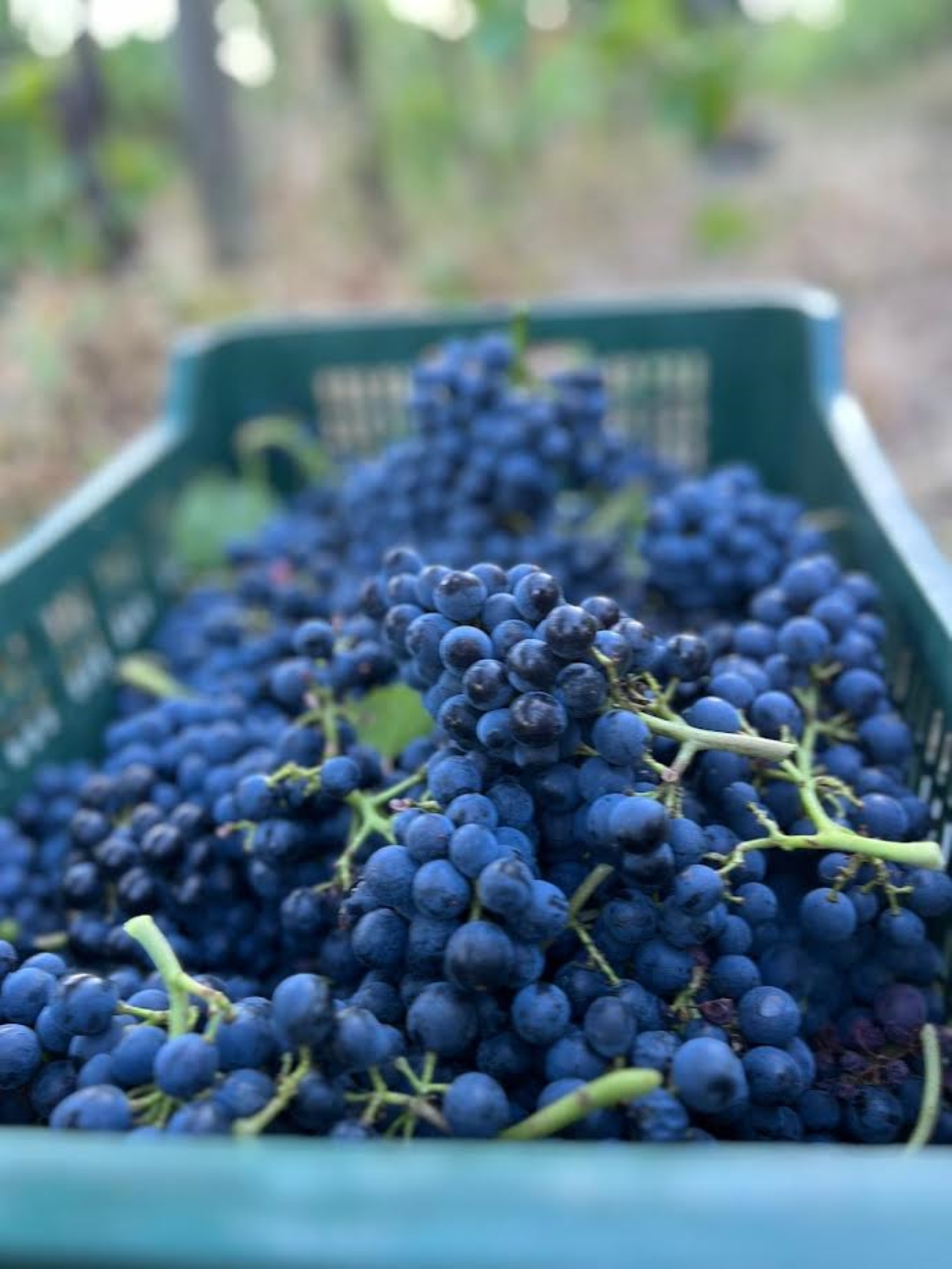 Discover Italian Wines: Exclusive 6 Wine Tastings at Tenuta La Viola - Photo 5