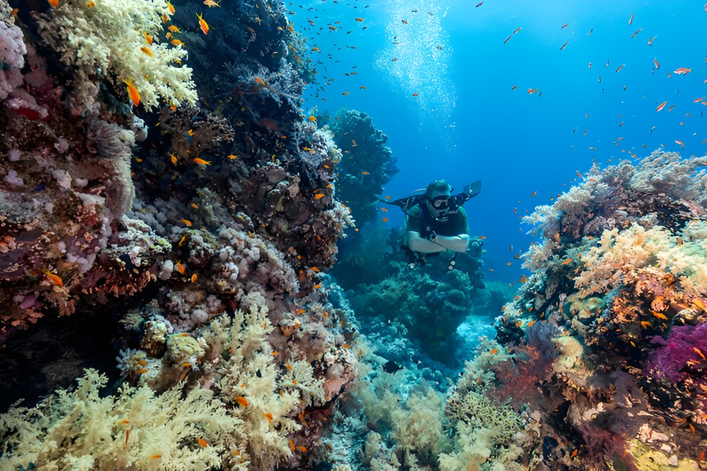 Lo mejor de 7 días de Marsa Alam y el Mar Rojo: buceo y snorkel en la isla - Foto 3