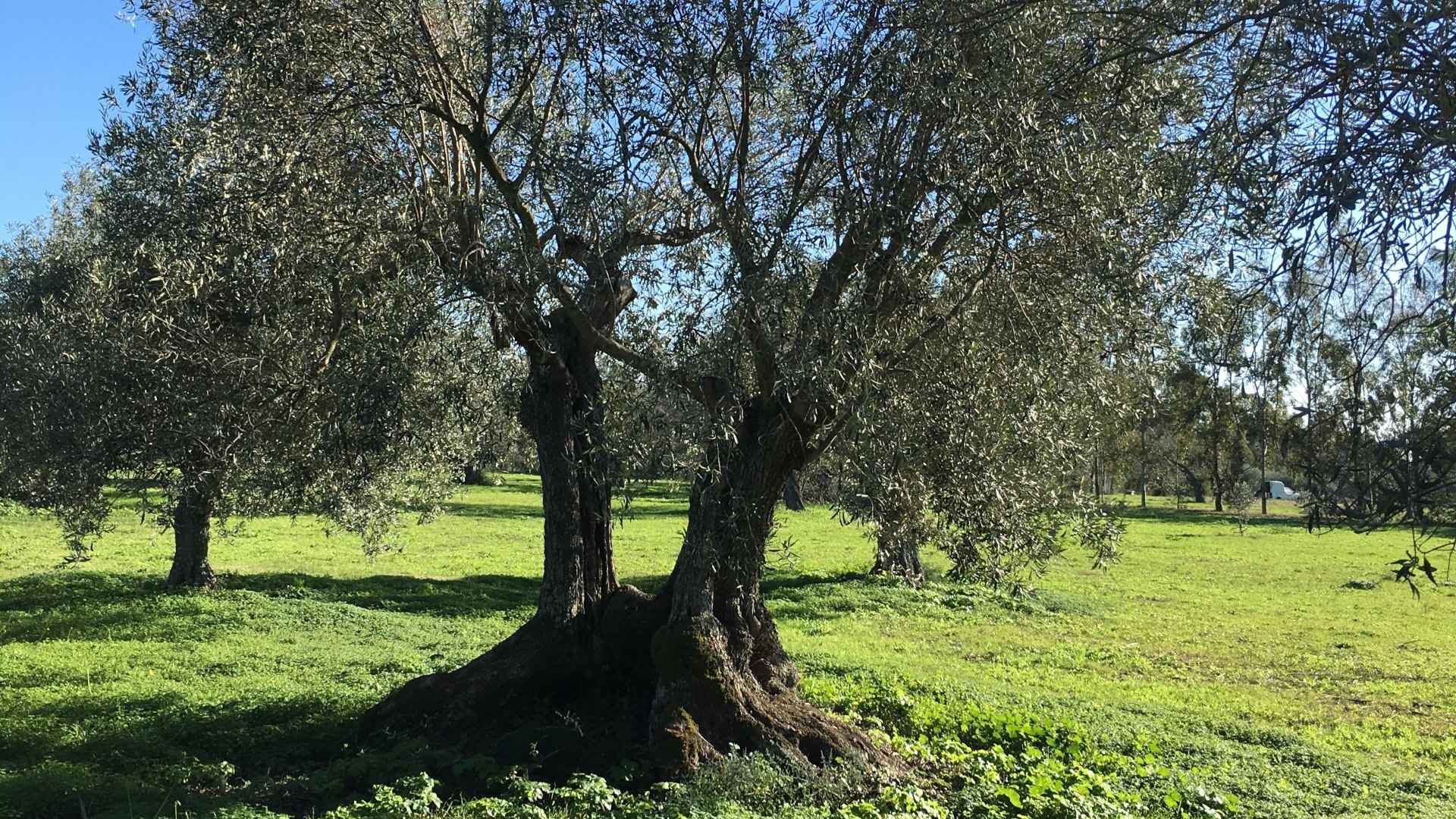 Walk among the olive trees and guided tasting in Oristano - Photo 4