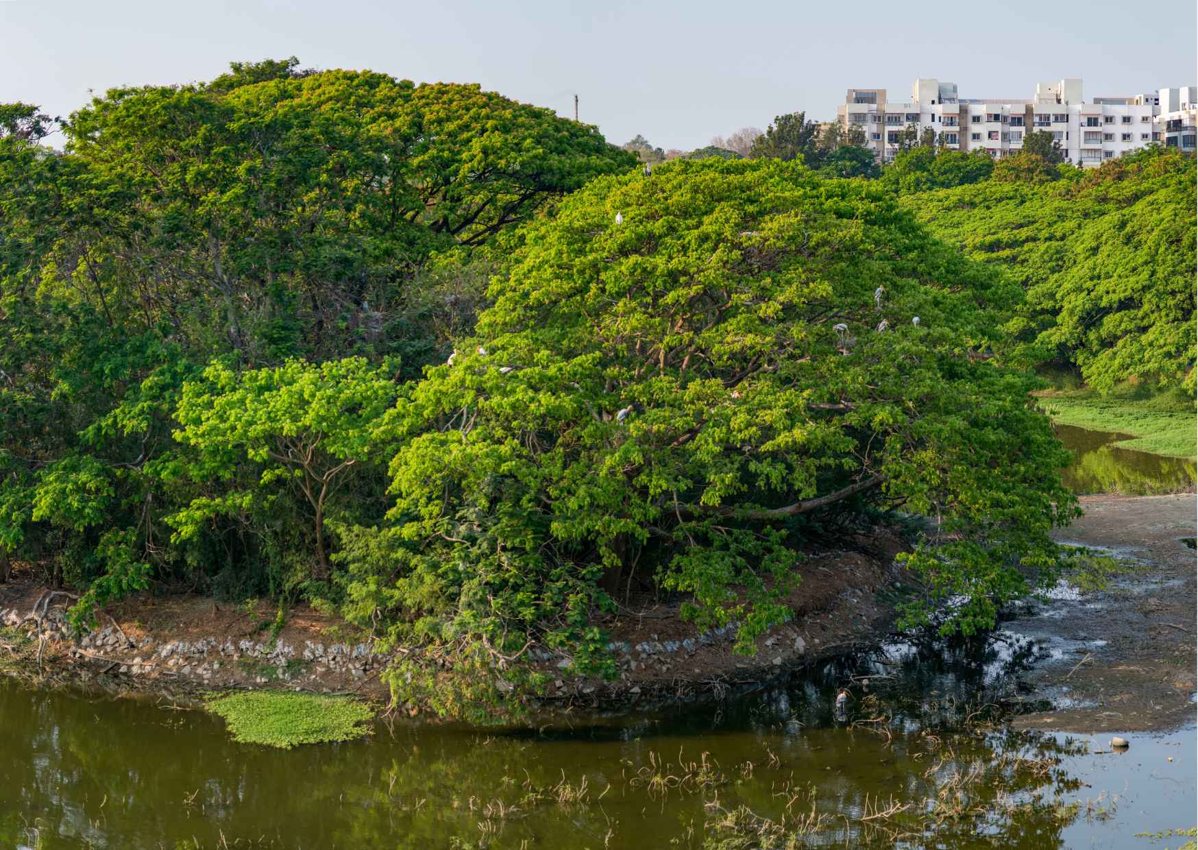 Nature Trails of Mysore (Guided Half Day City Sightseeing Tour) - Photo 7