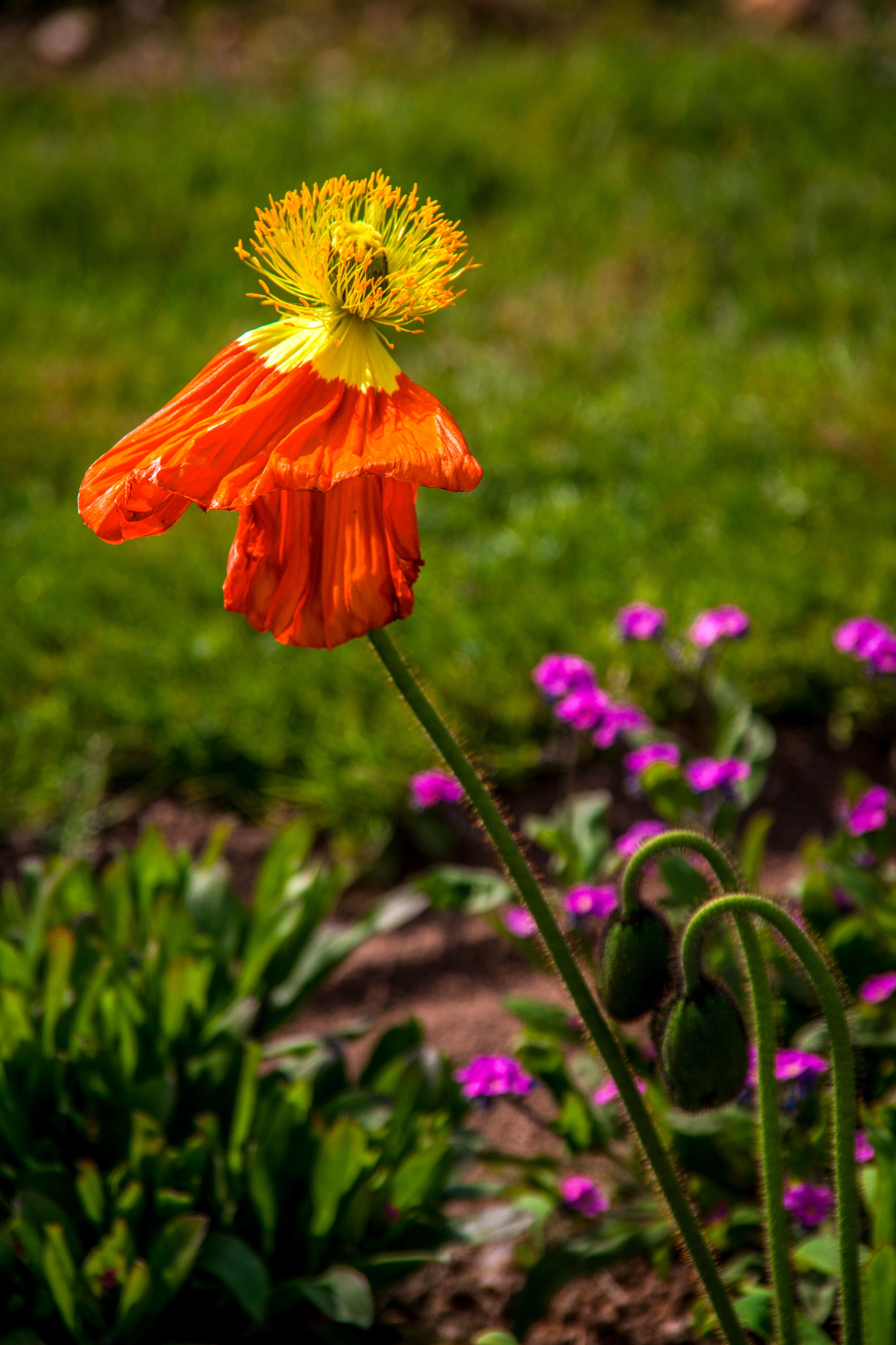 Stroll in the Jardin des Plantes (Botanical Garden) - Photo 7