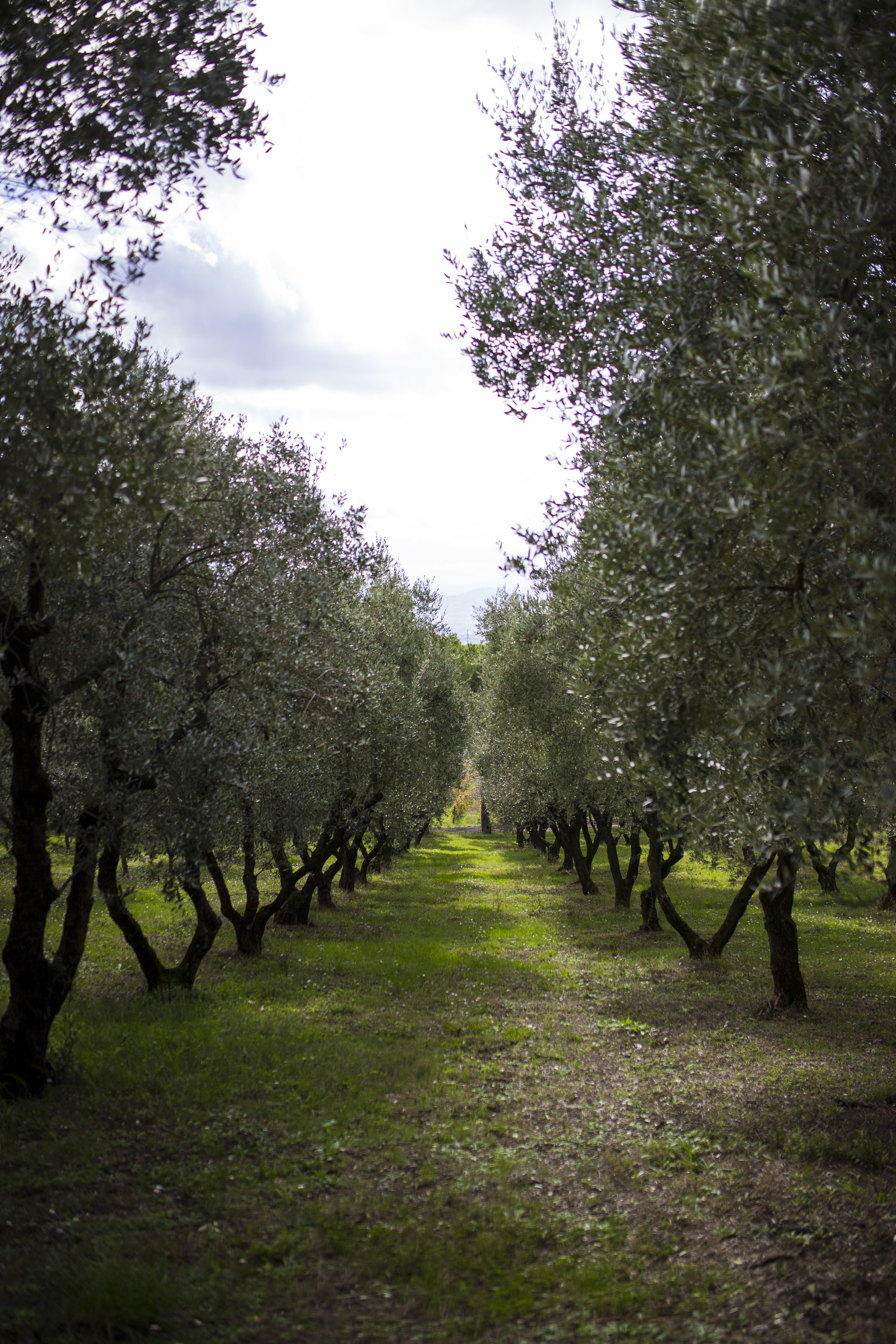 Benevento: picnic among the olive groves of Sannio and tour of the vineyard - Photo 9