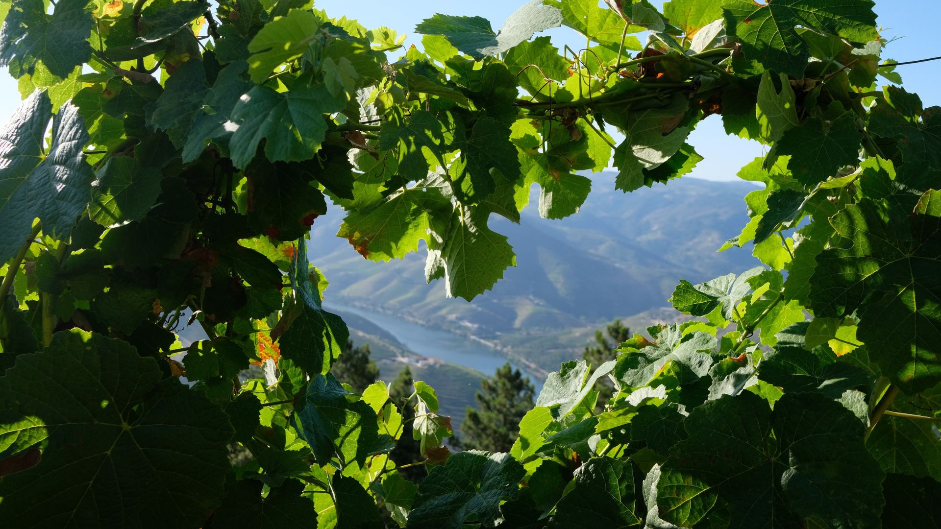 Douro Valley Small Group Tour with Wine Tastings, Lunch and River Cruise  - Photo 40