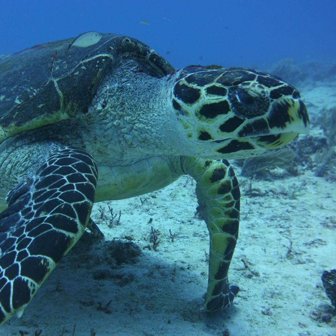 Her Şey Dahil Cancún: Dalış & Yat 51¨Leopard Ofis 10 saat