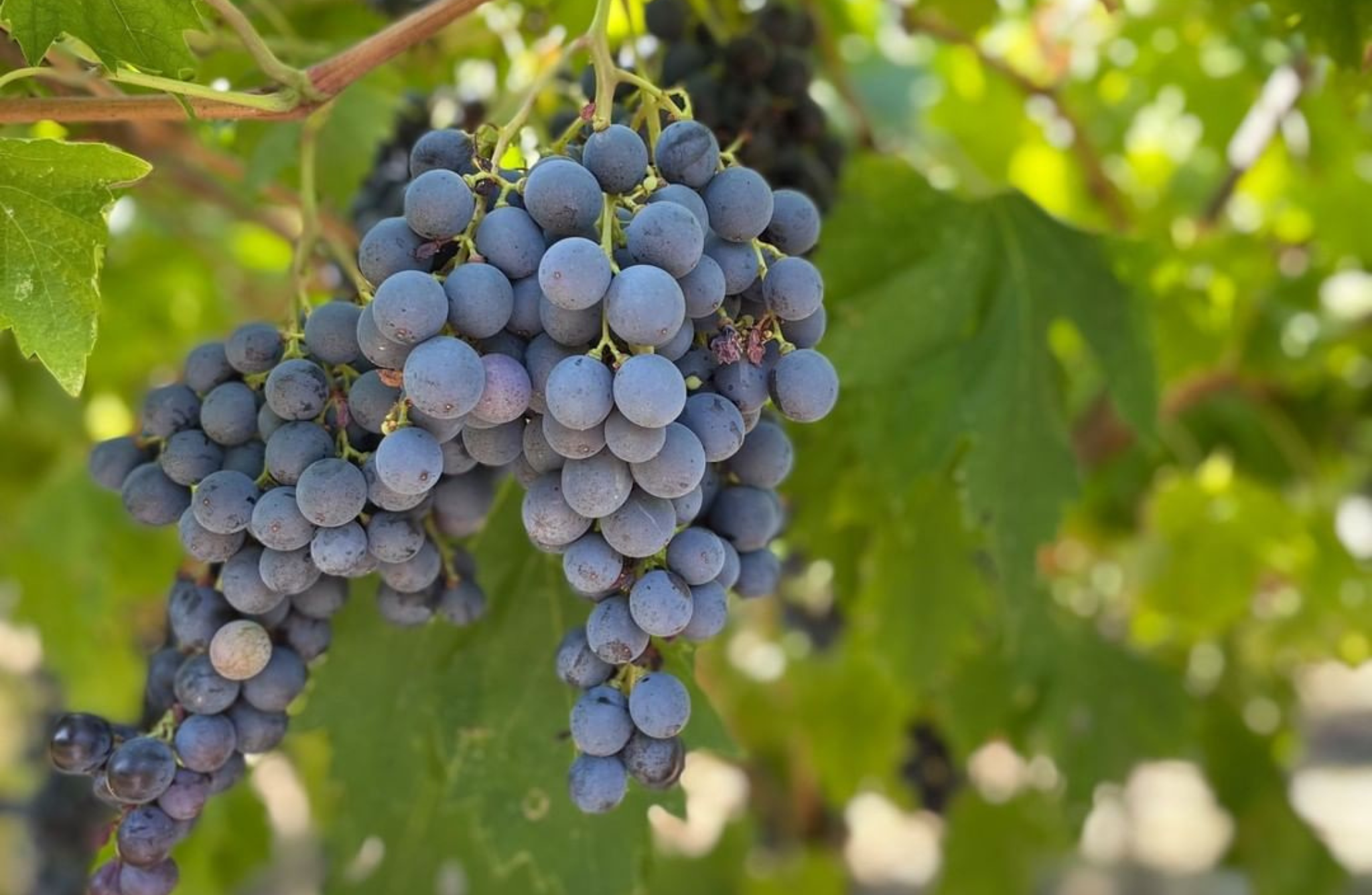Boutique Winery Tour & Tasting in Valpolicella - Photo 7