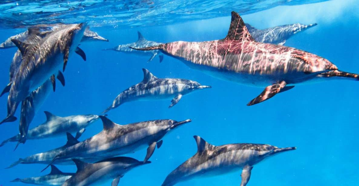 Snorkeling Trip to Sataya Dolphin Reef from Marsa Alam