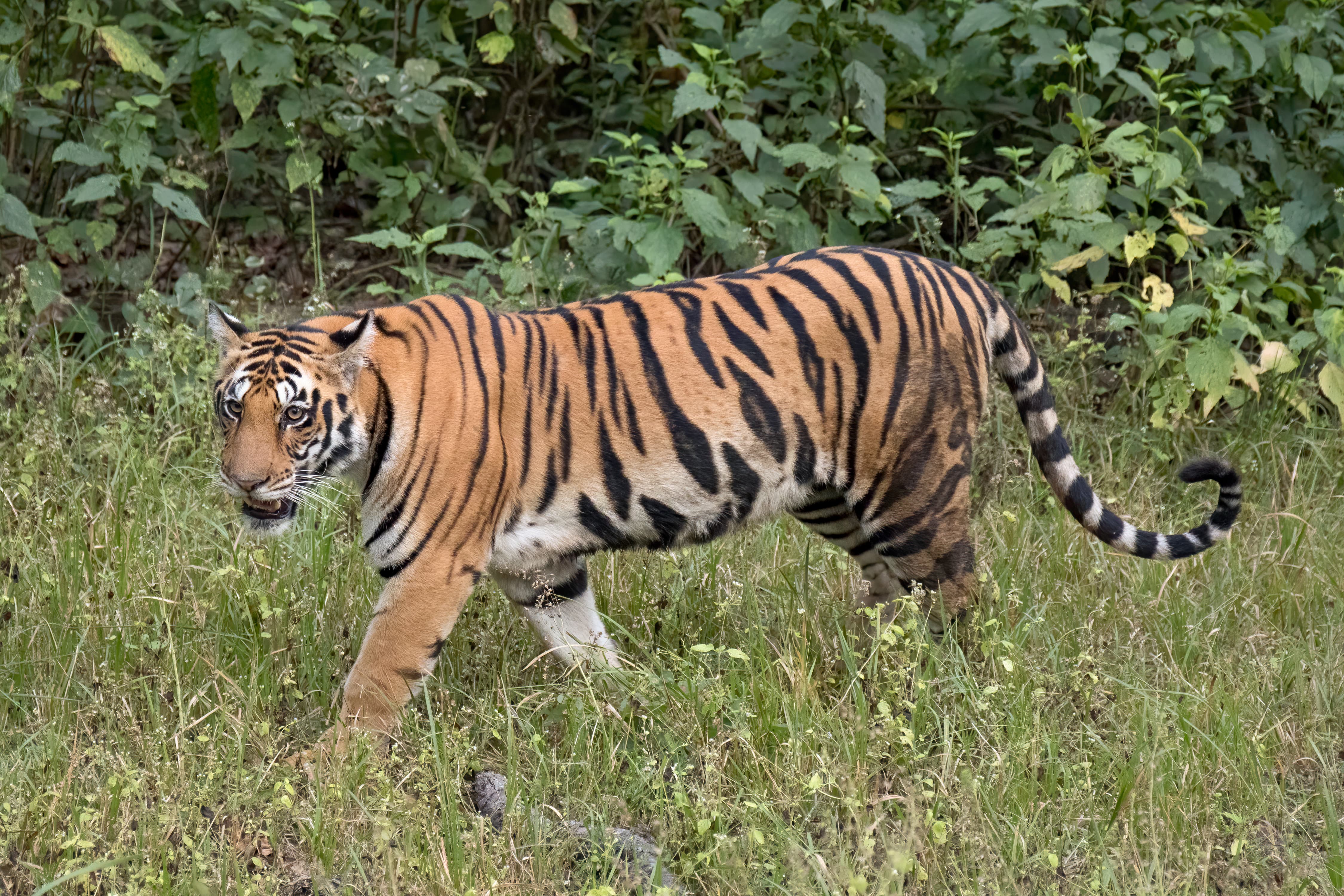 Maravillas de la vida silvestre de la India central: tigres y paisajes indómitos