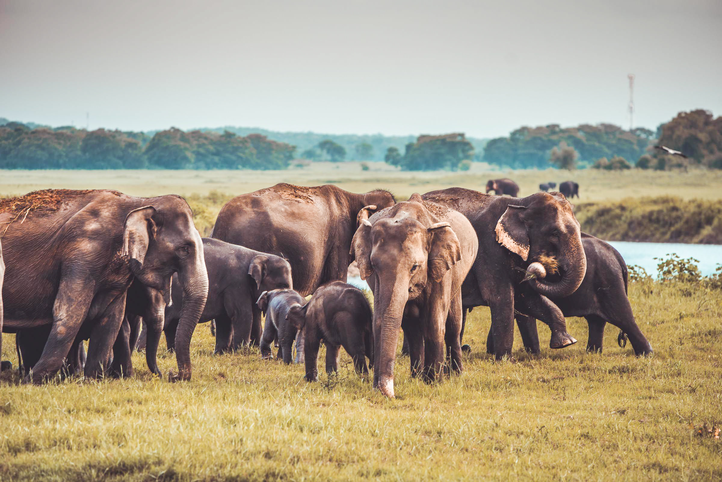 Kaudulla National Park Private Safari with Naturalist