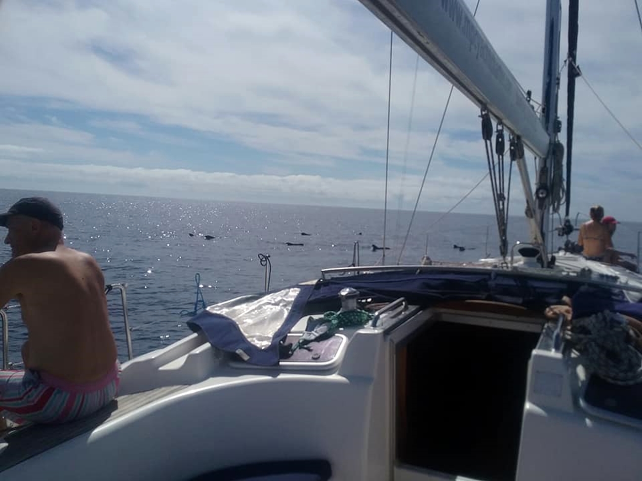 Teide y Delfines, un día mágico! - Photo 12