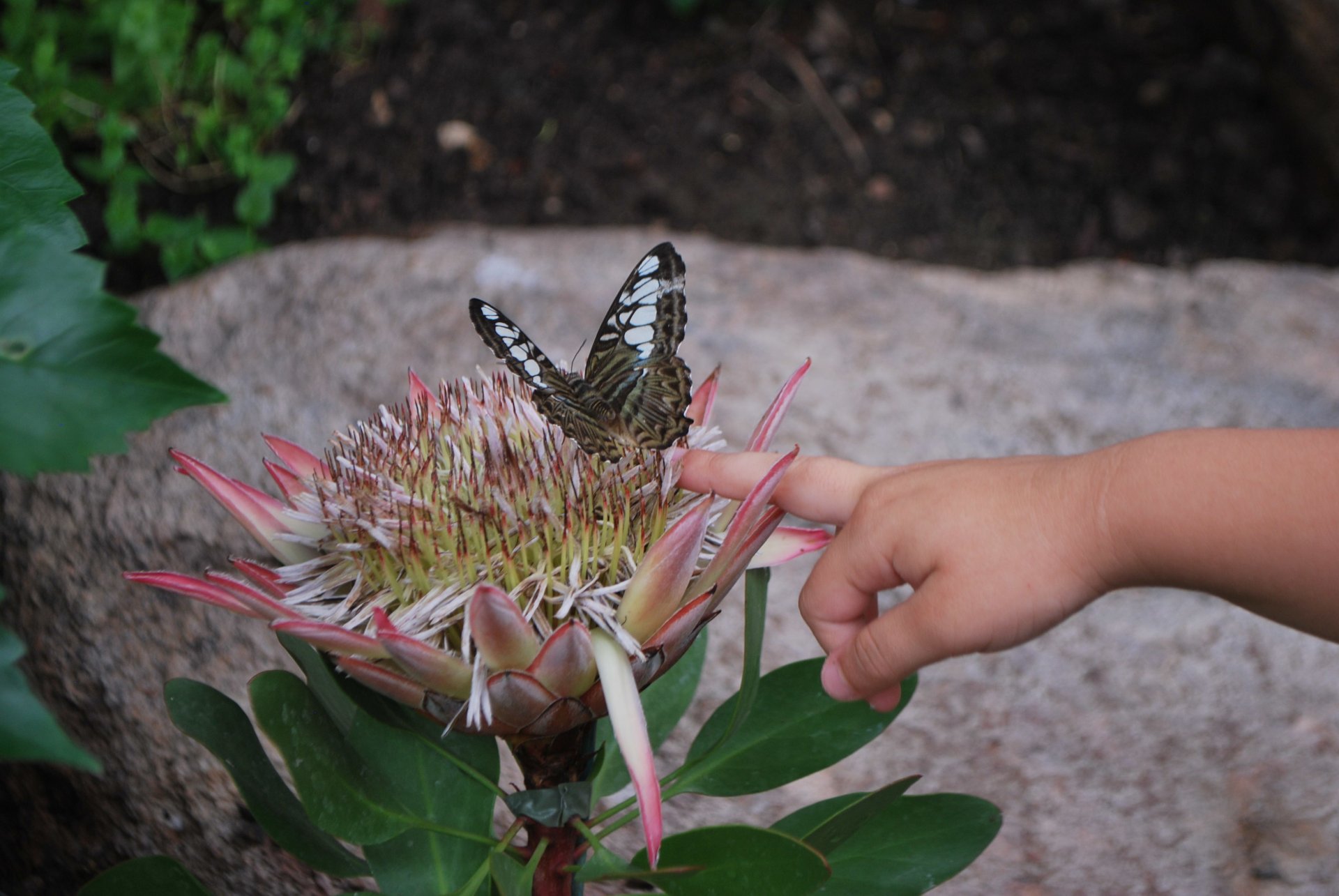 Alghero: visit to the Butterfly House - Photo 2