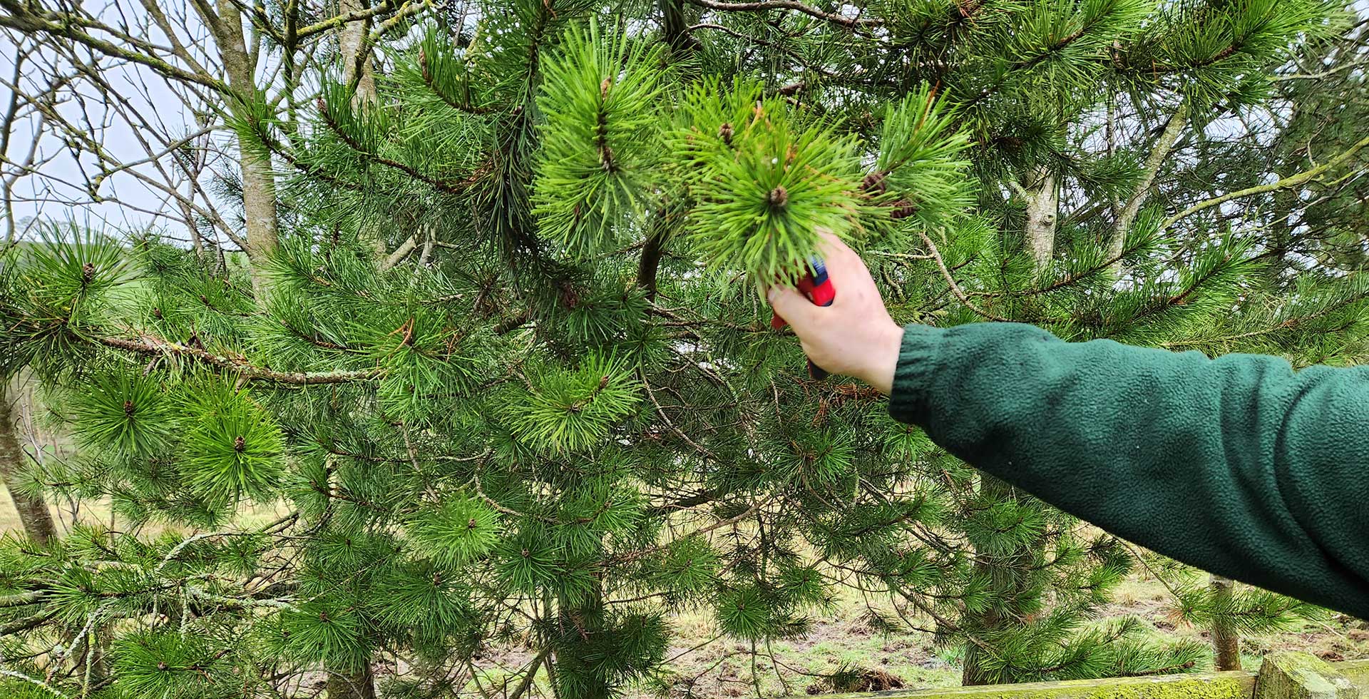 Adult Foraging Walk & Bushcraft Cookery Course for Beginners Near the Mourne Mountains – photo 6
