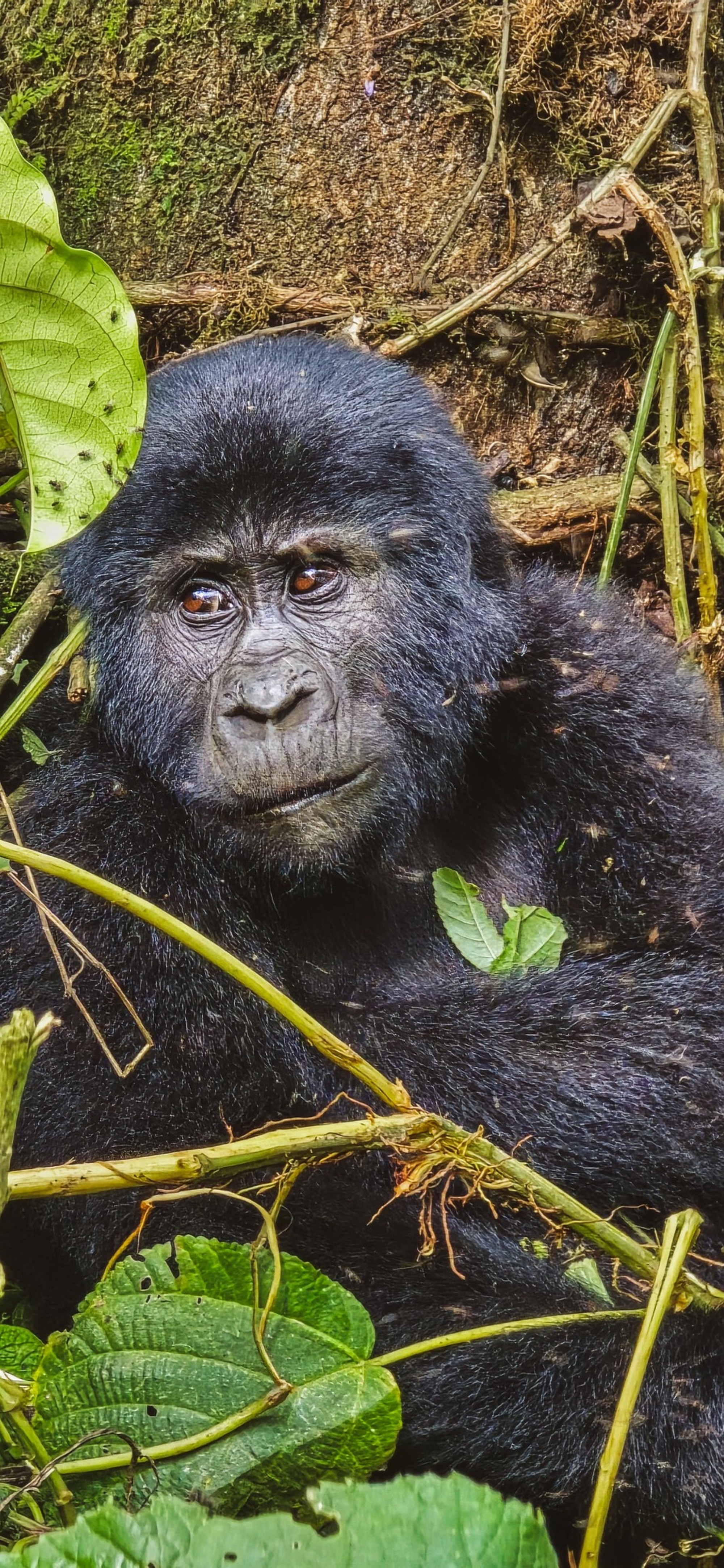 11-Day Kenya Safari & Double Gorilla Trekking – photo 5