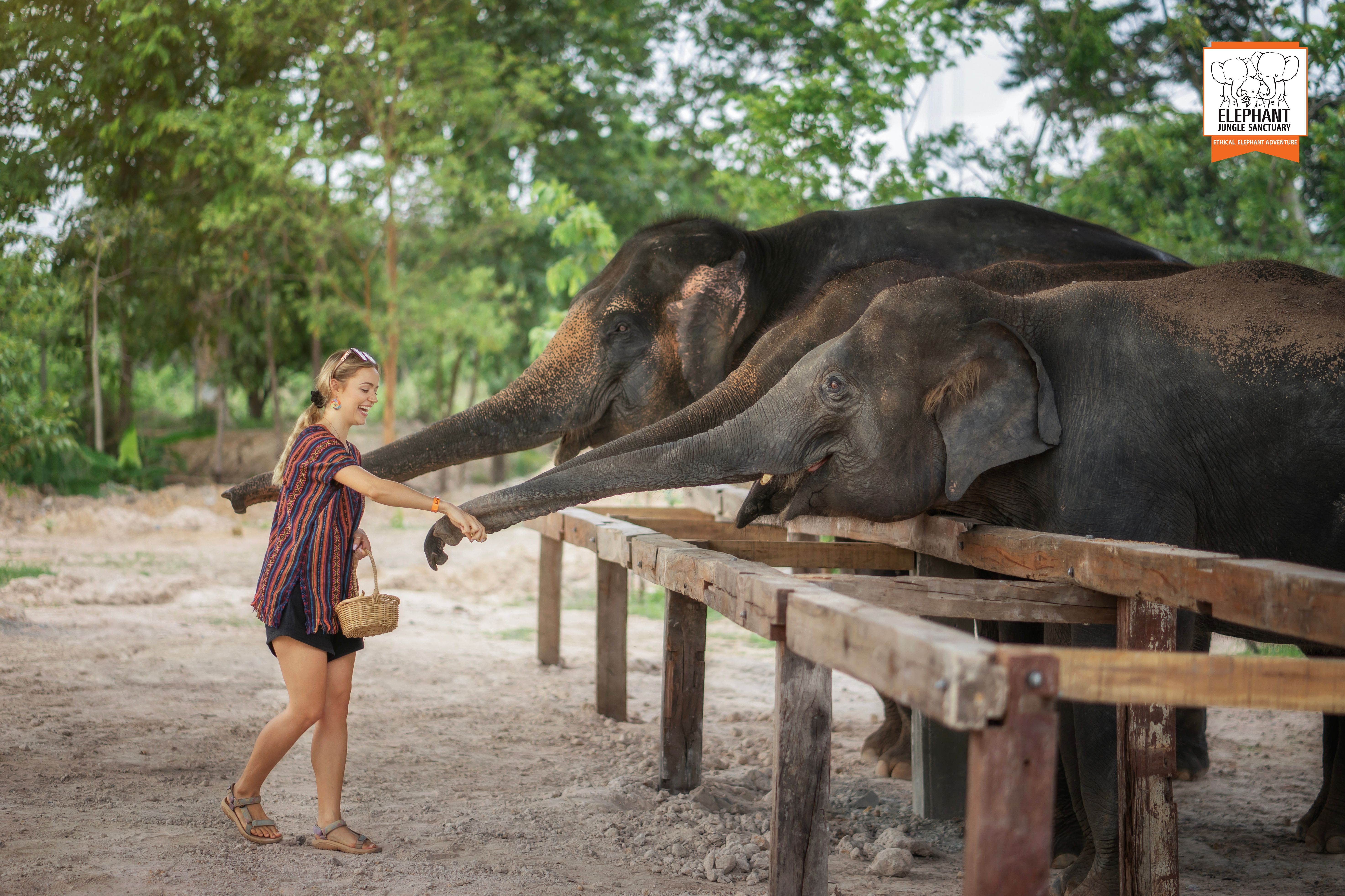 Chiang Mai: Feed Me Experience