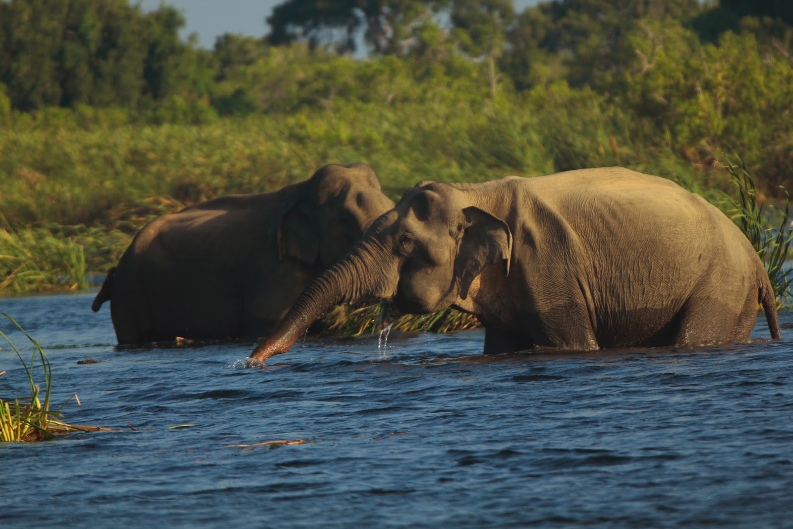 Gal Oya National Park Shared Safari