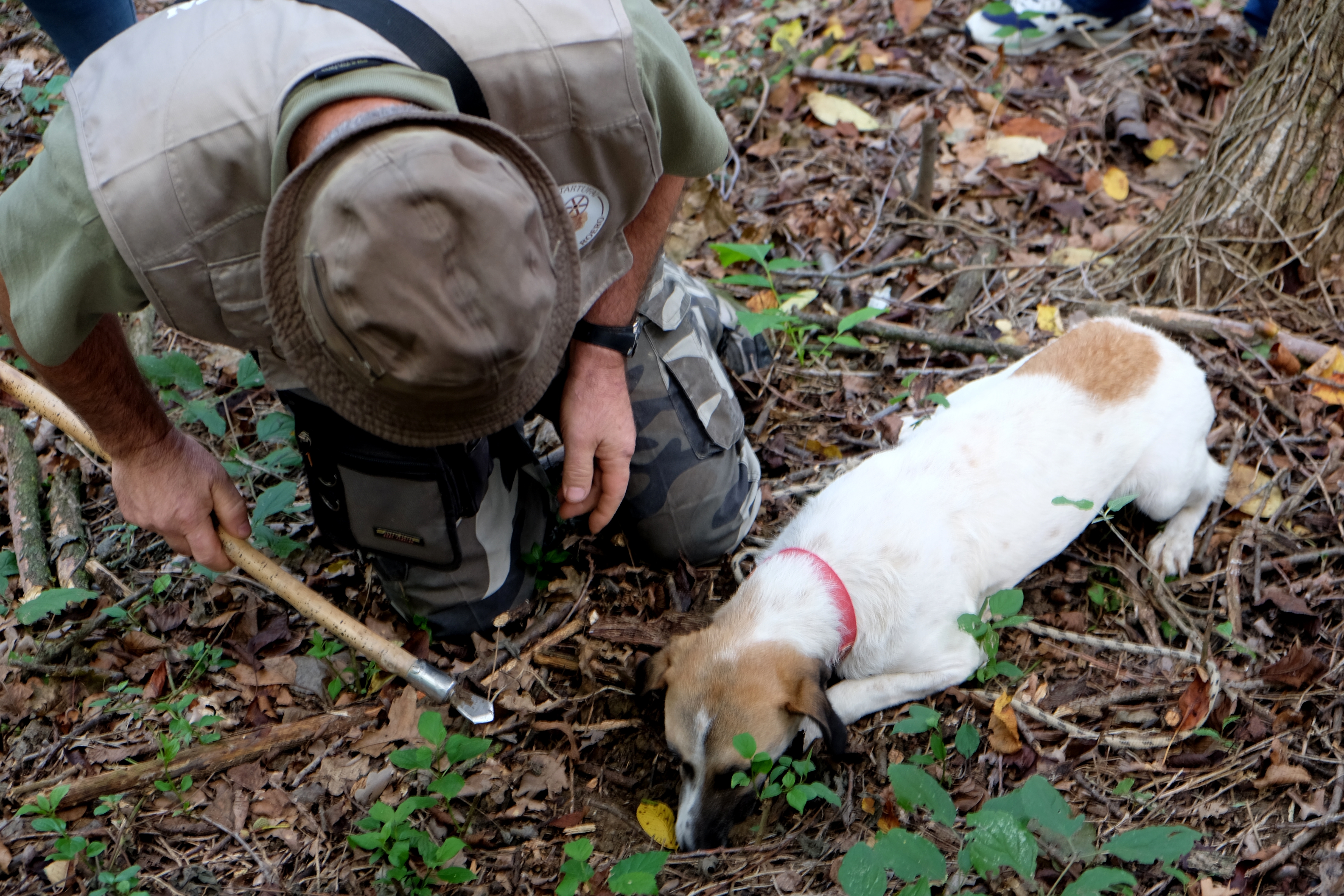 OT Truffle Hunting with Gourmet Truffle Lunch in a Winery of San Gimignano from Florence – Image 1 | WeShare