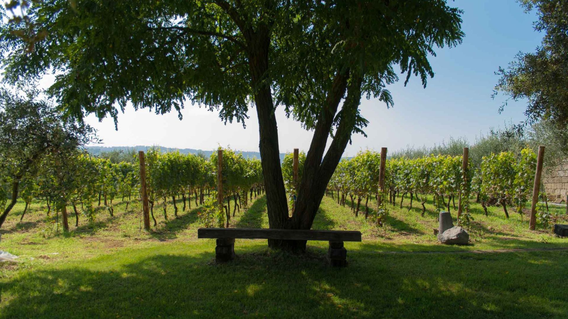 Naples: winery tour and wine tasting on Astroni crater - Photo 16