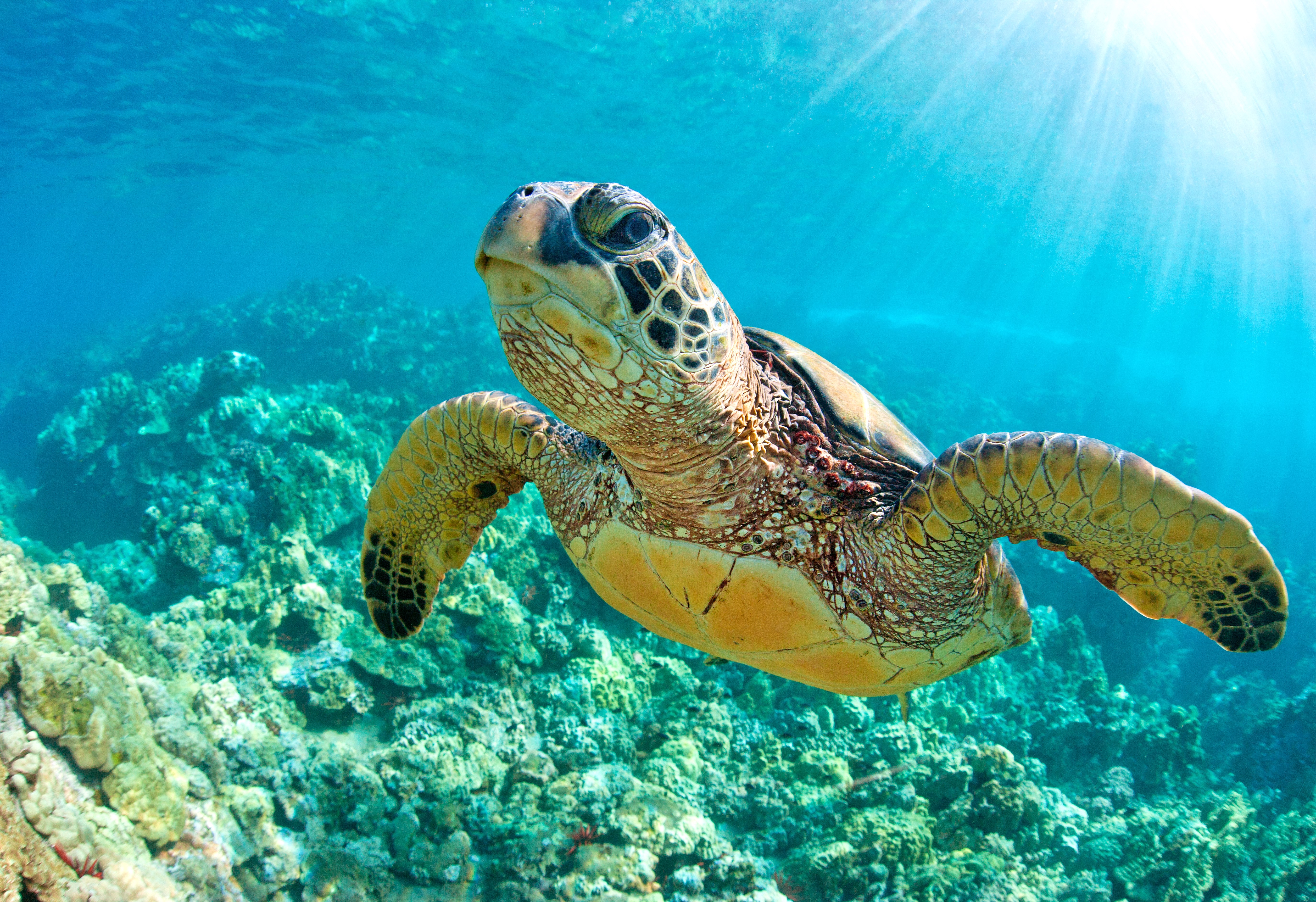 Encuentro con tortugas y esnórquel en el arrecife en Akumal 5