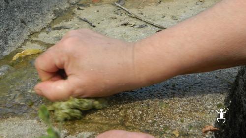 Cilento: discovering the art of broom spinning in Tortorella - Photo 5