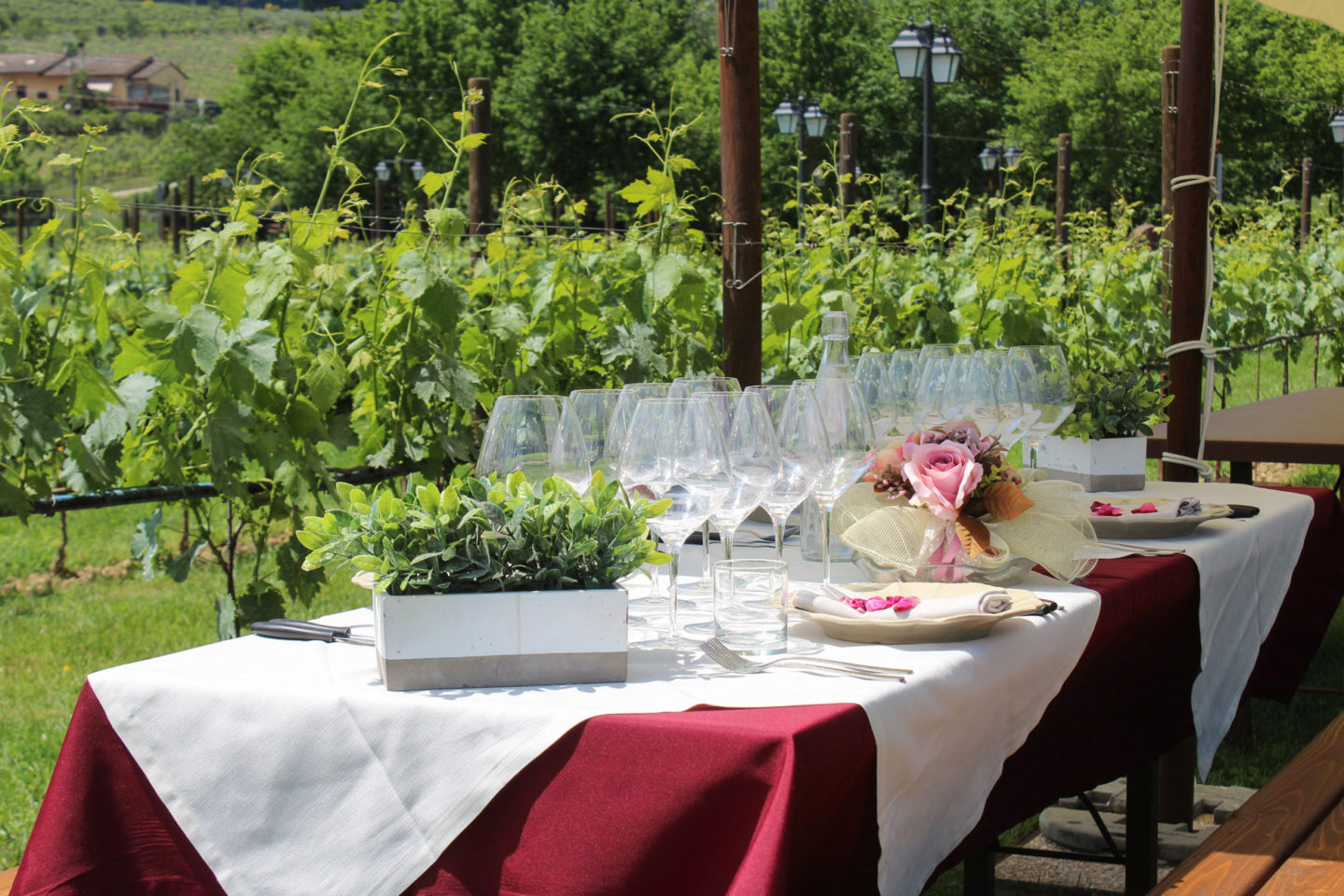 Romantic Dinner Among the Wine Rows - Photo 6