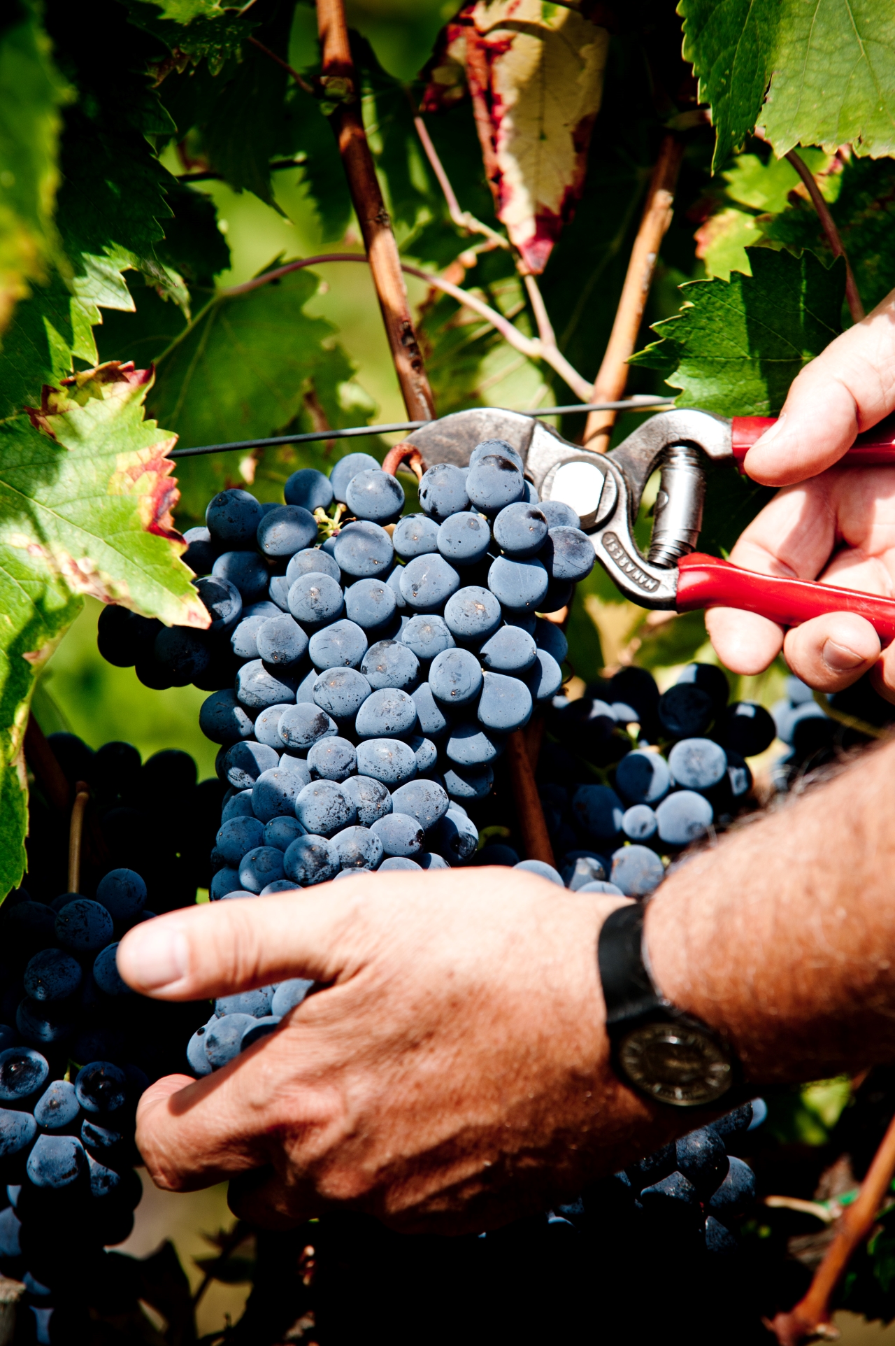 Explore Elegance: Savor 3 Exquisite Wines at Tenuta Bossi - Photo 5