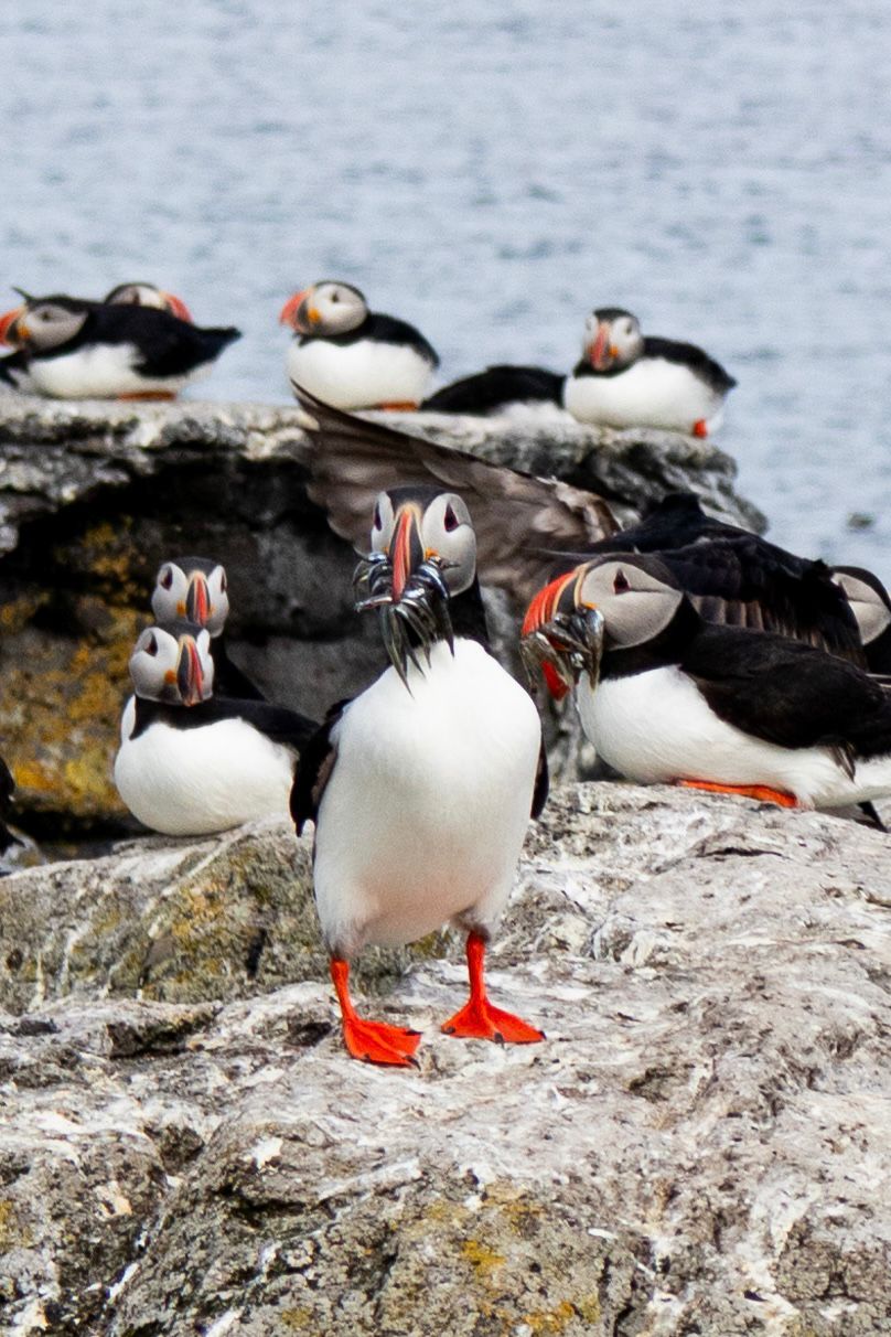 Official Vigur Island Tour (with return boat transfer from Ísafjörður) - photo 9