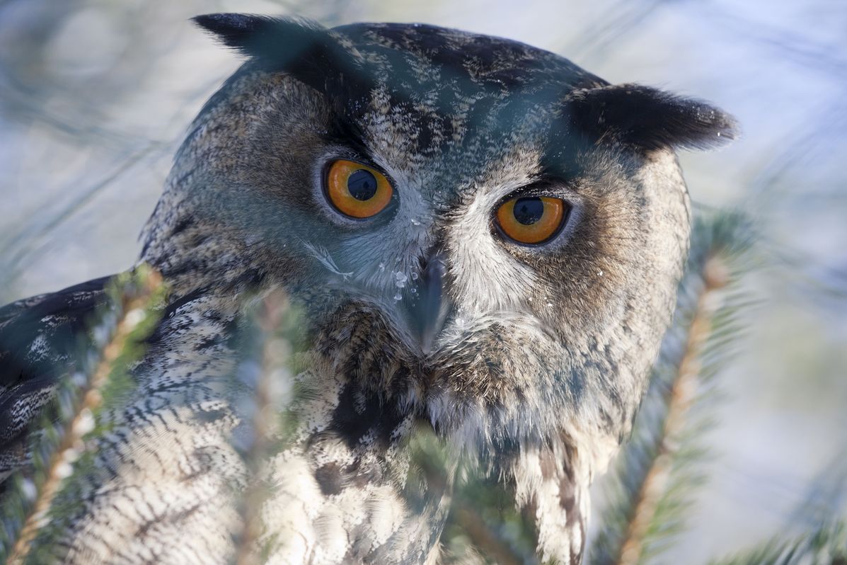 Ranua Wildlife Park Guided Tour, Lunch included – Image 1 | WeShare